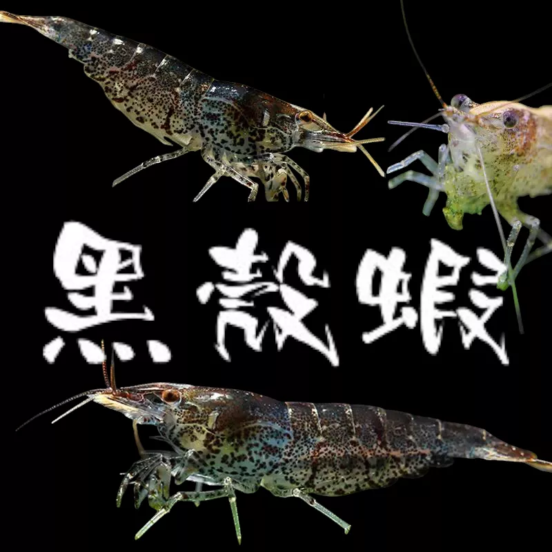 黑殼蝦1元（最低100隻出貨）