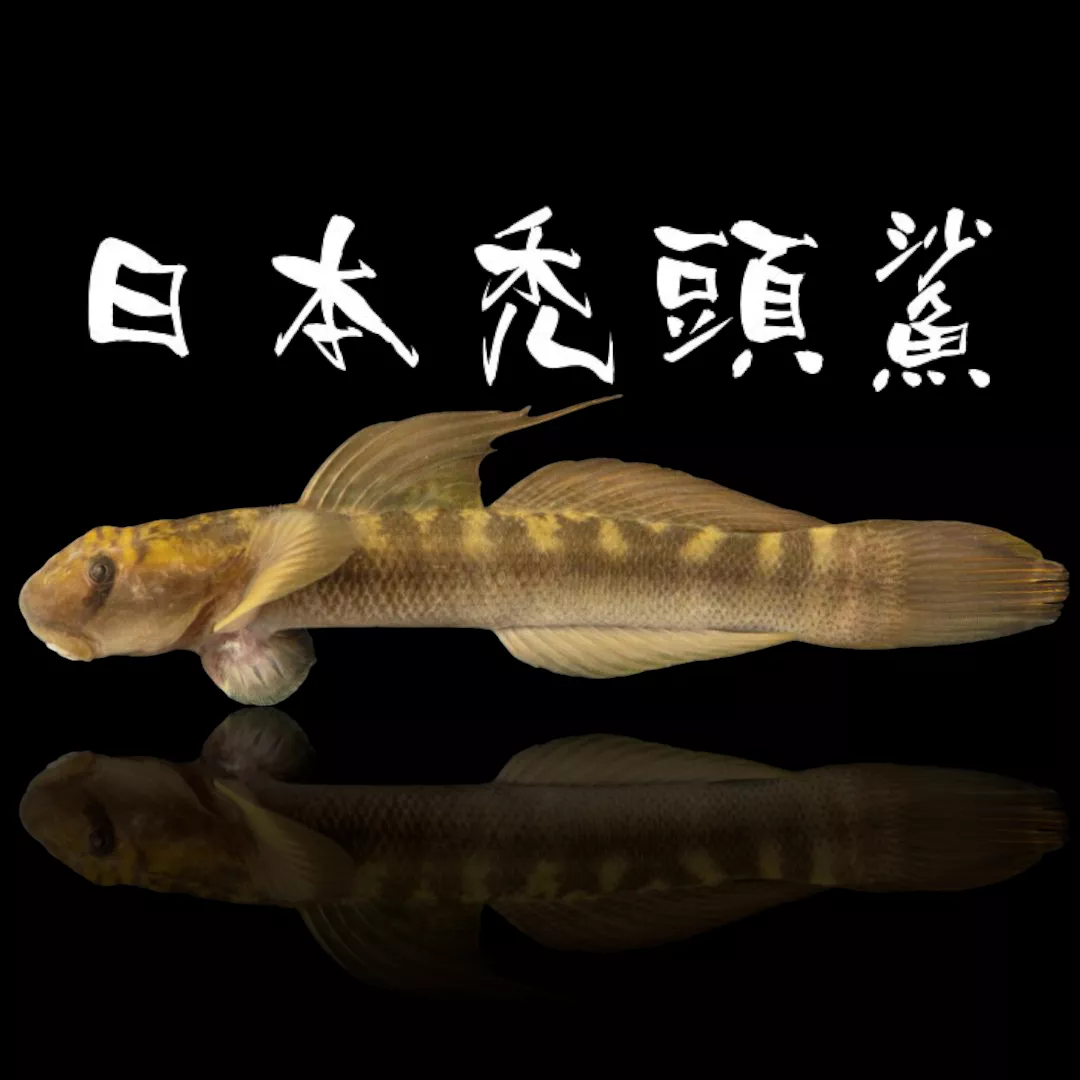 日本禿頭鯊（日本瓢鰭鰕虎）（和尚魚）