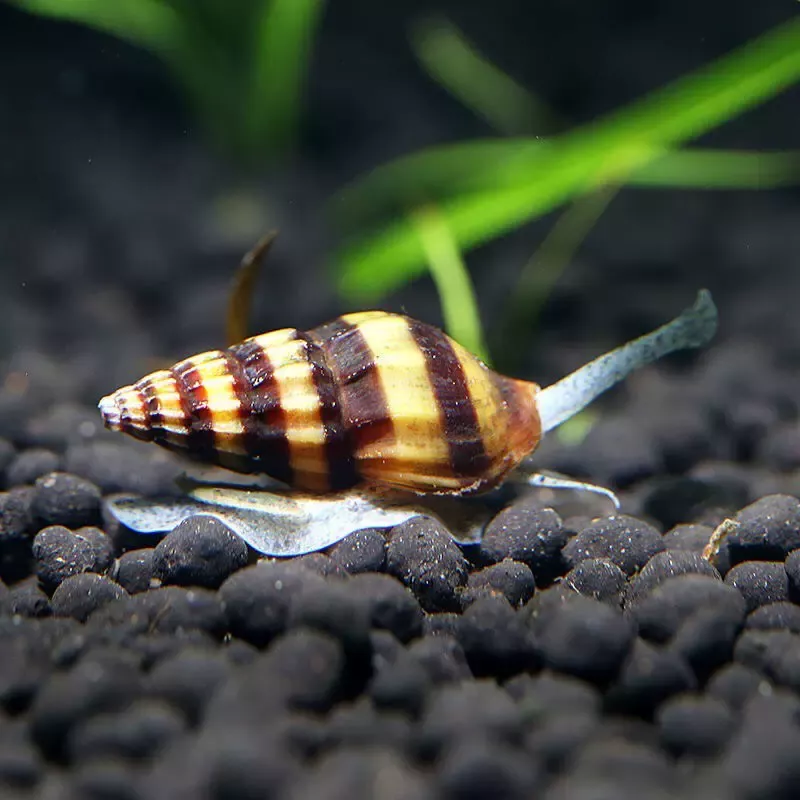 殺手螺（鑽紋螺）