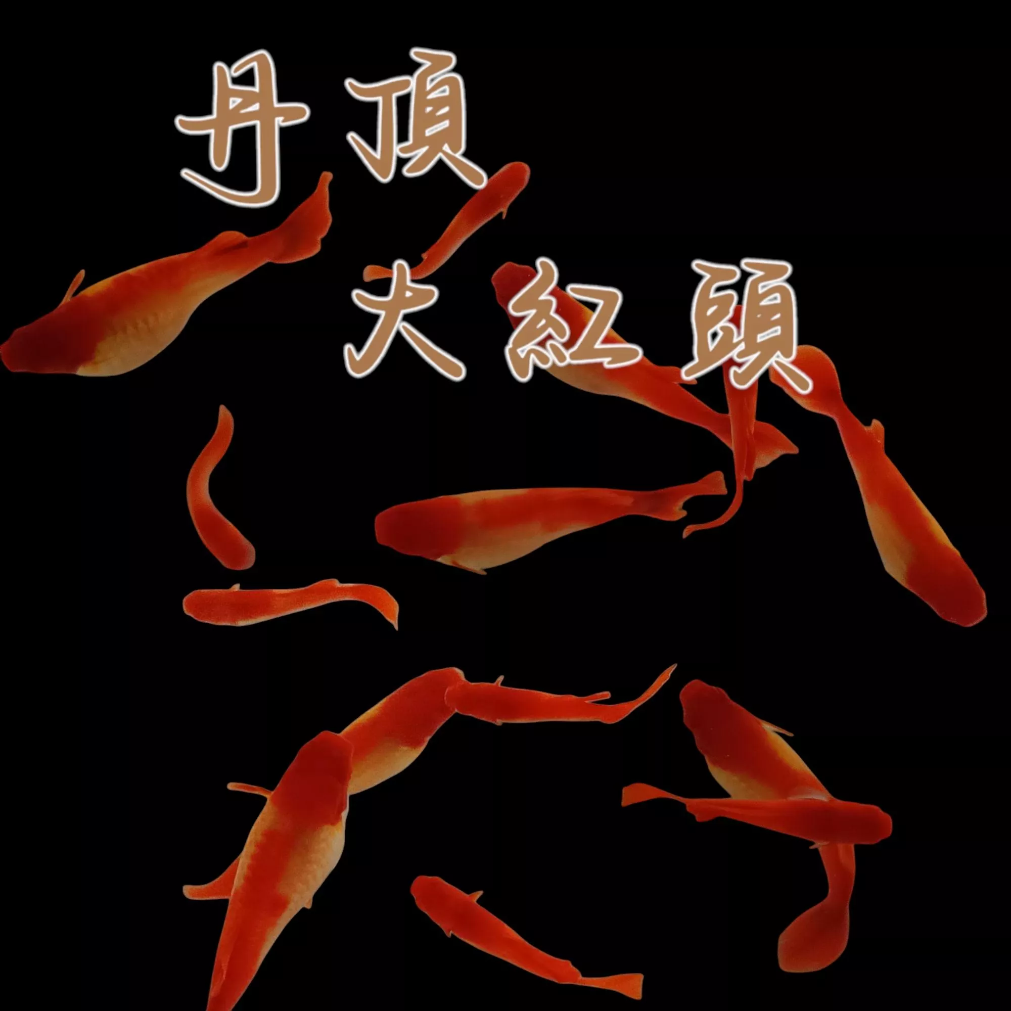 白子孔雀魚（丹頂大紅頭）（對魚）