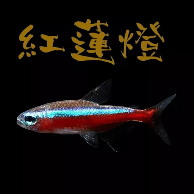 紅蓮燈（2.5cm）