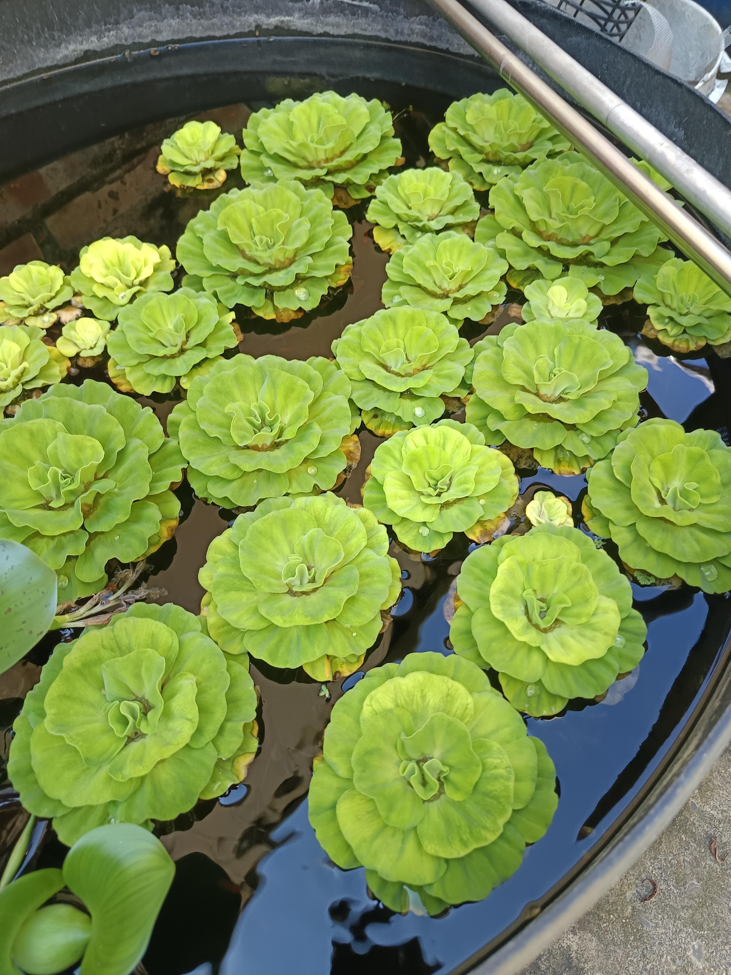 玫瑰水芙蓉