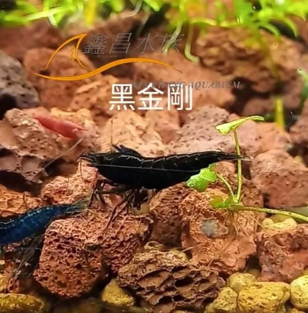 黑金剛