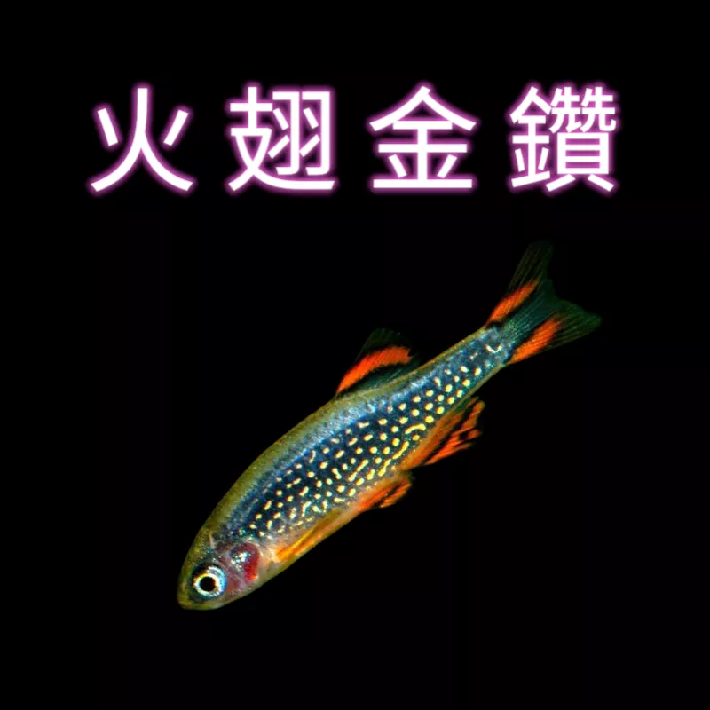 火翅金鑽
