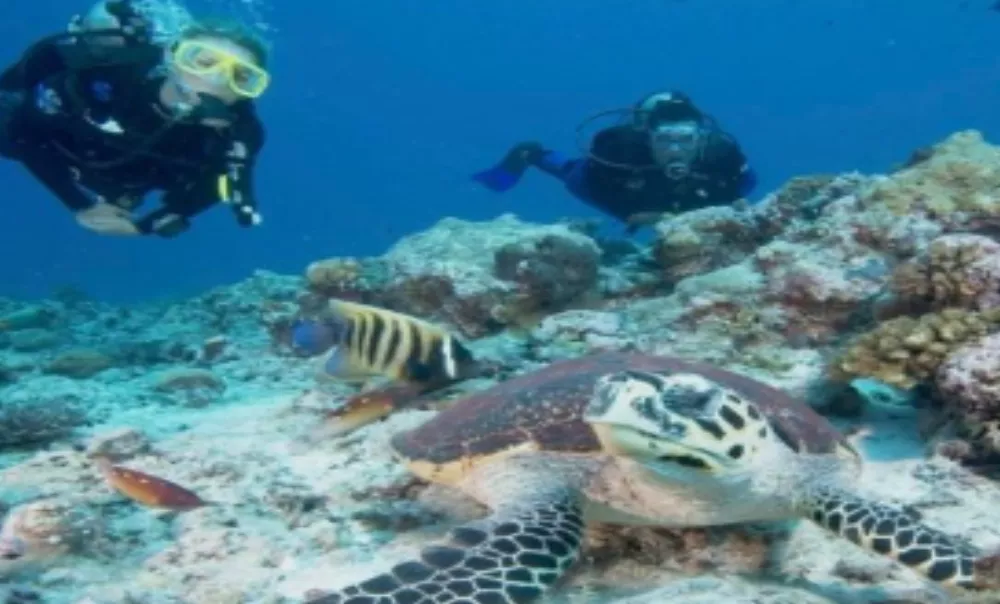 體驗自由潛水｜招生簡章