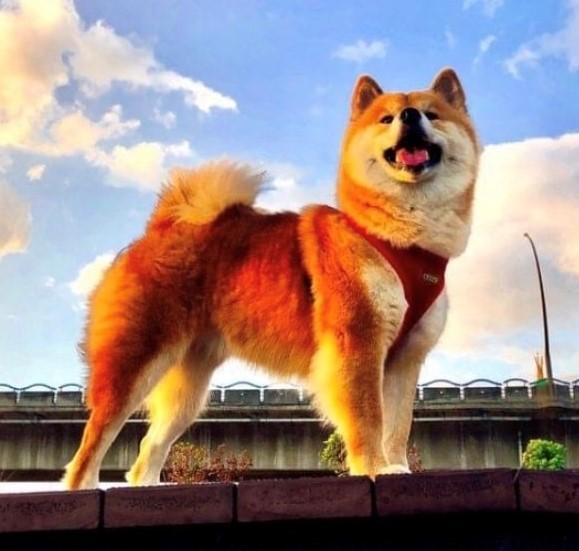 已找到家的柴犬寶寶(供參考)