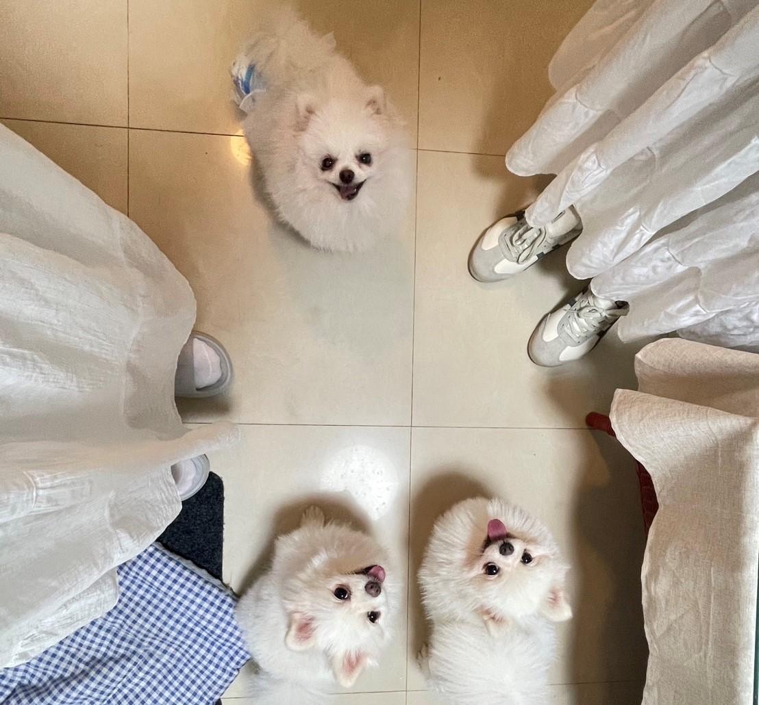 鬥牛小子犬舍歷任收編父母照(供參考)