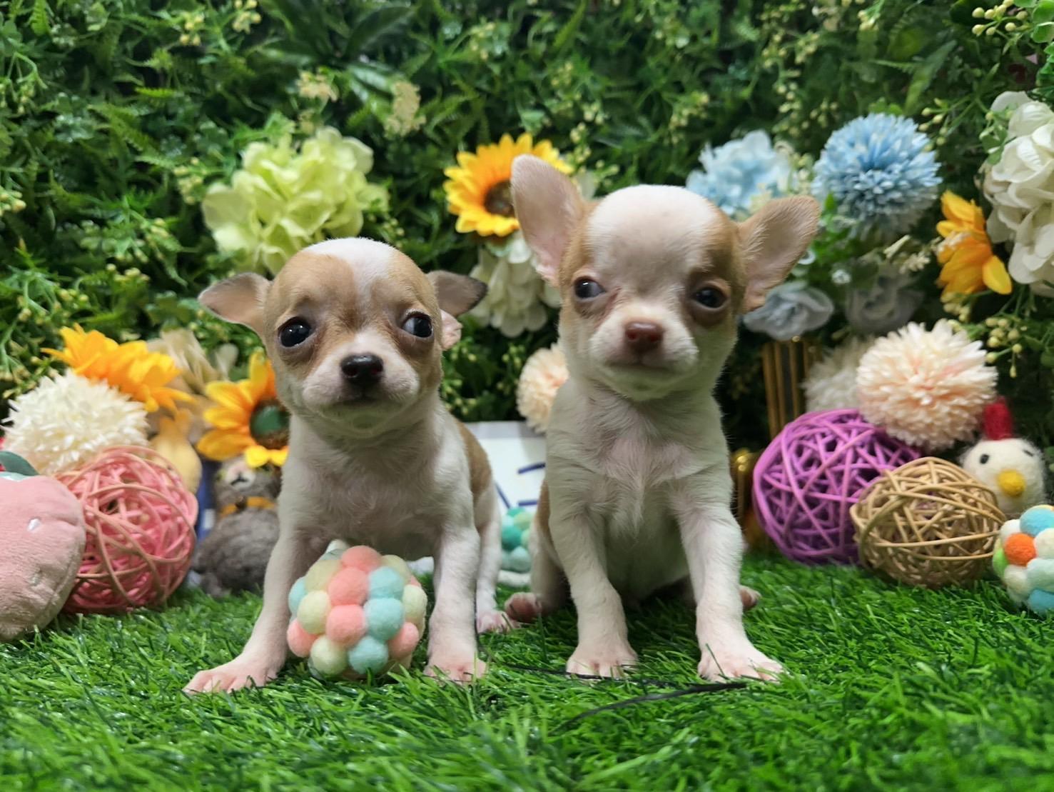 已找到家的短毛吉娃娃寶寶(供參考)