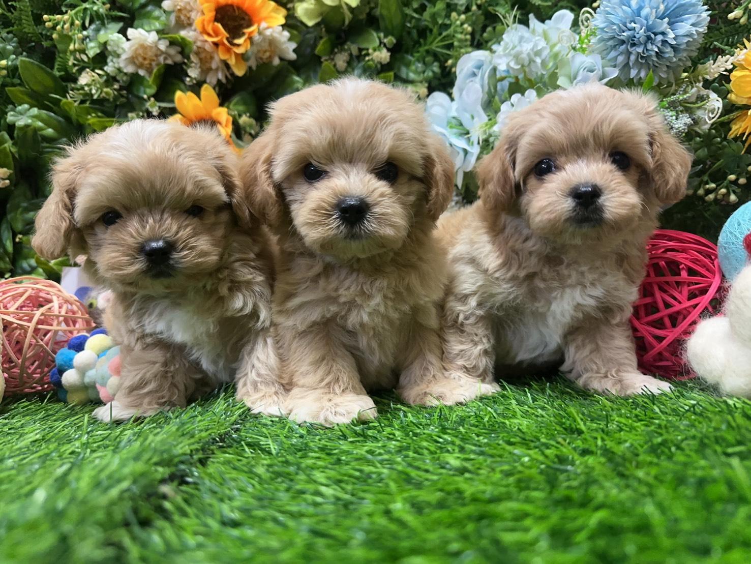 已找到家的瑪爾泰迪寶寶(供參考)