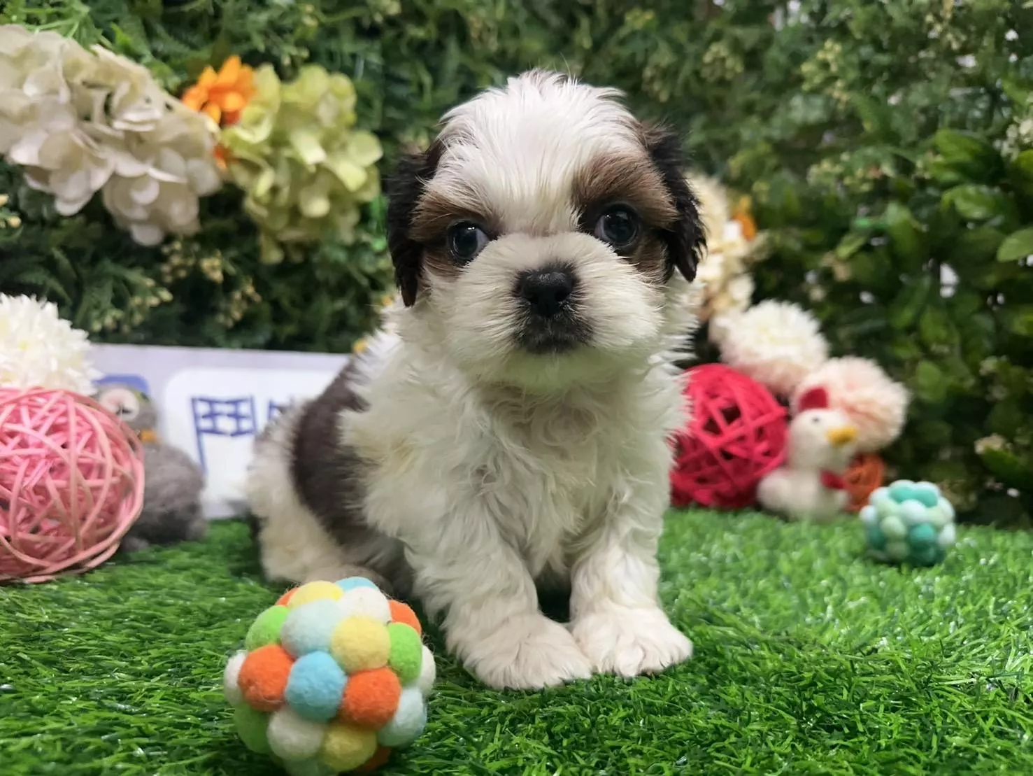 碼9259 113/1/11生日 紅白花色西施弟弟 詢問請洽客服