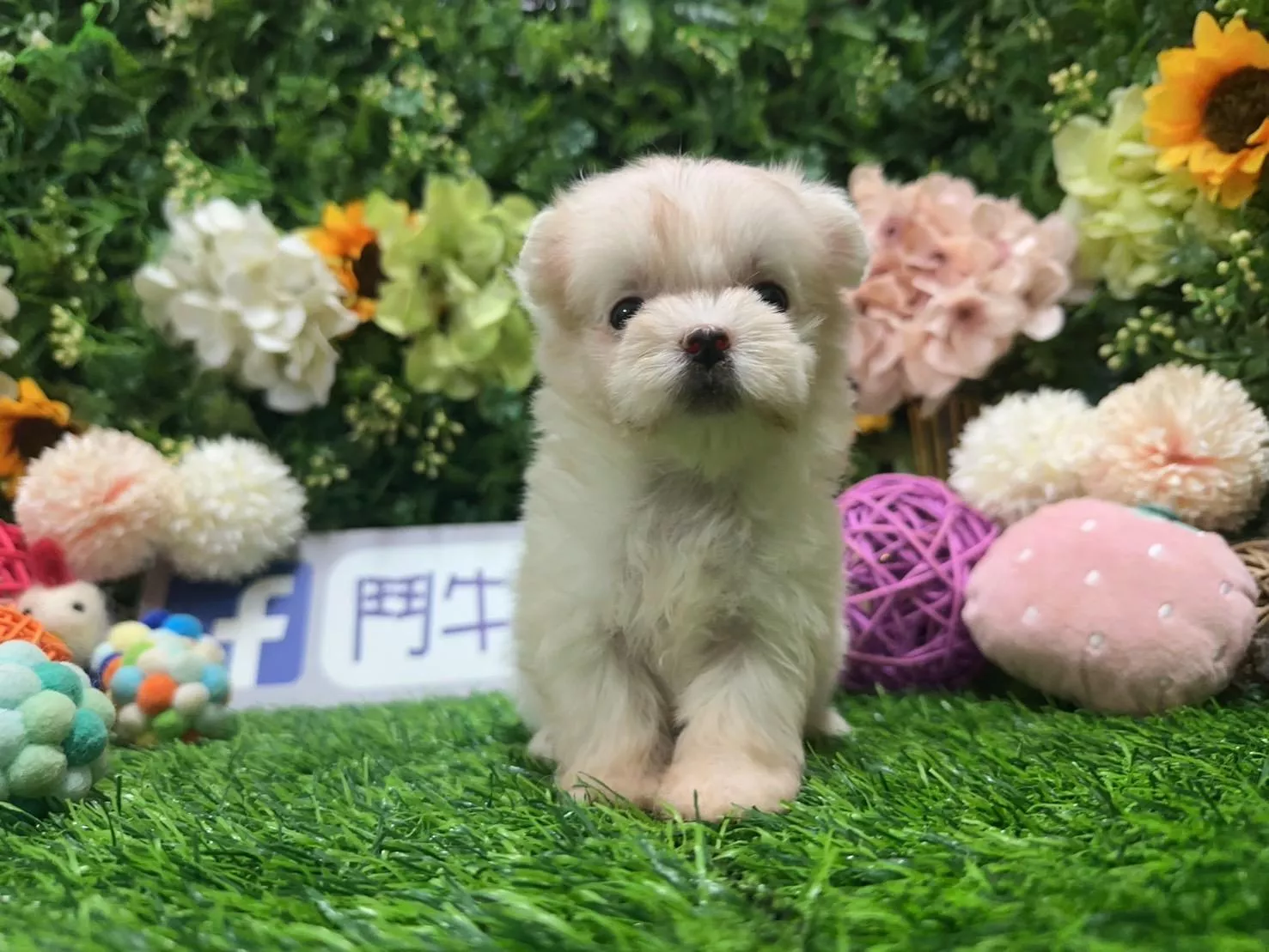 碼9766 113/8/15生日 迷你茶杯型瑪爾濟斯妹妹 詢問請洽客服