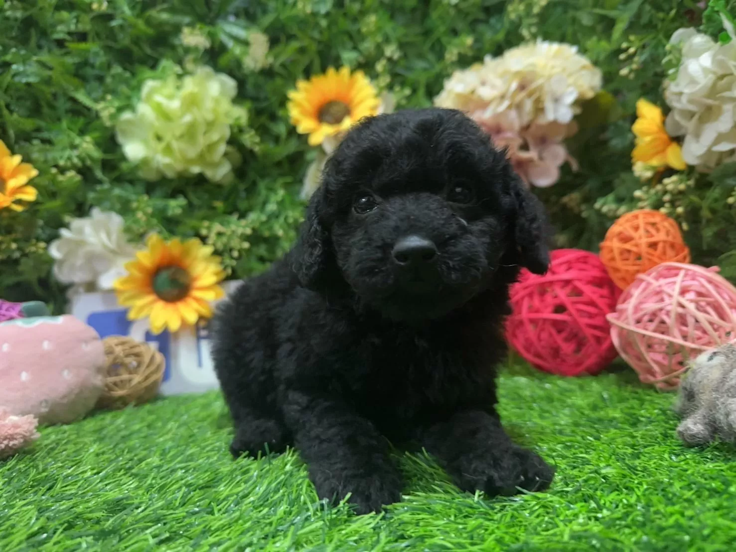 碼4740 11/16生日玩具型純黑貴賓弟弟 詢問請洽客服