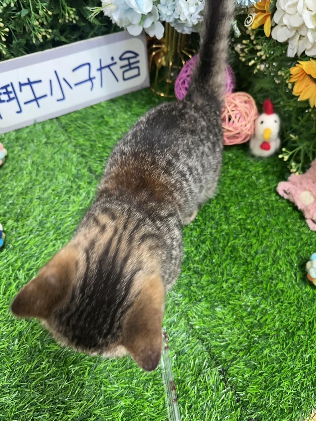 碼6532 9/26生日虎斑包金短毛曼赤肯弟弟 詢問請洽客服