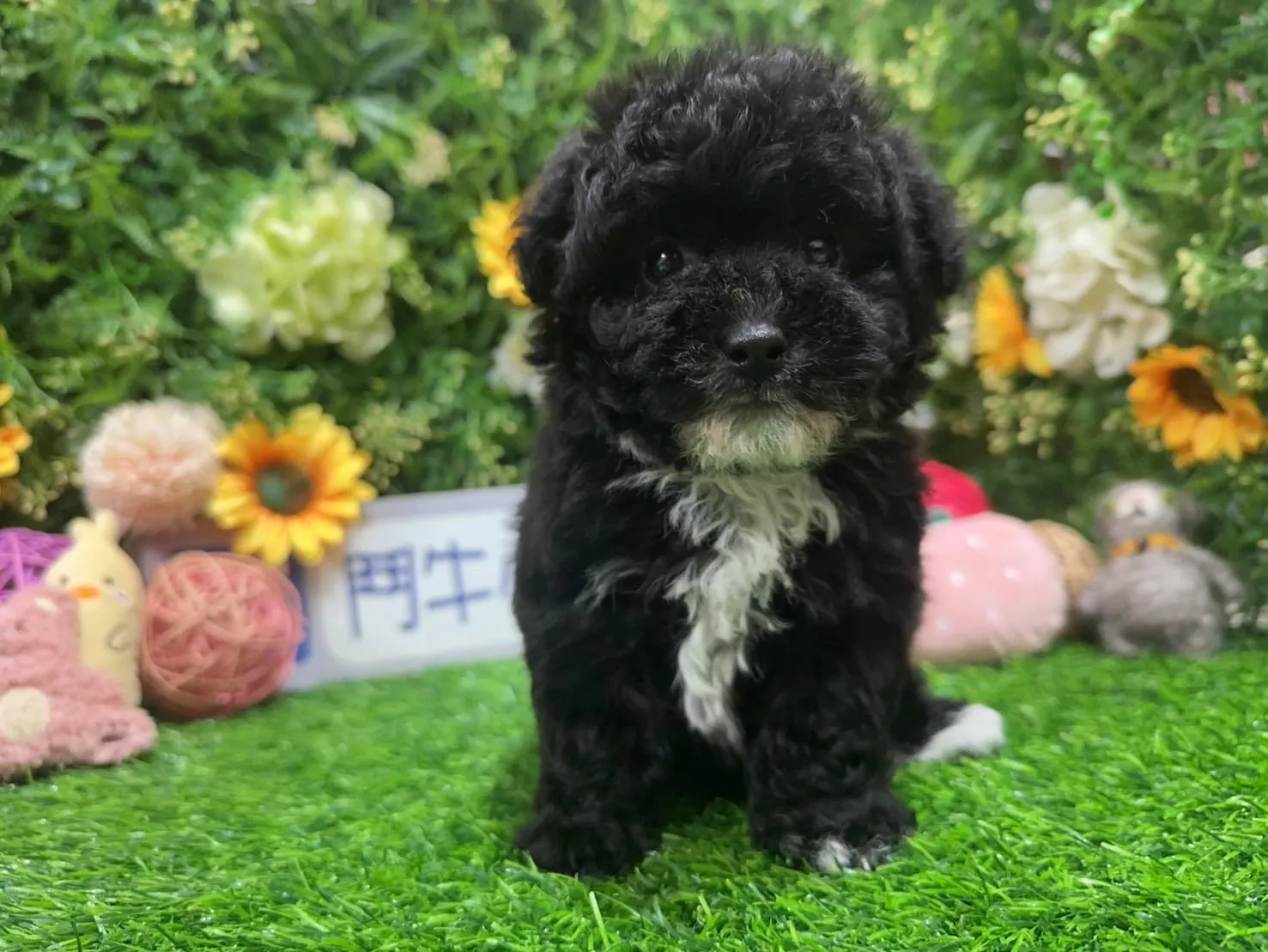 碼6525 12/20生日茶杯玩具型黑白撞色貴賓弟弟 詢問請洽客服