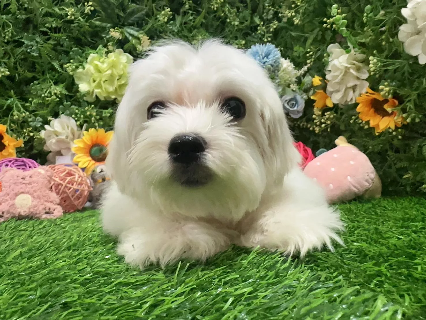 碼0061 113/10/20生日茶杯玩具型瑪爾濟斯弟弟 詢問請洽客服