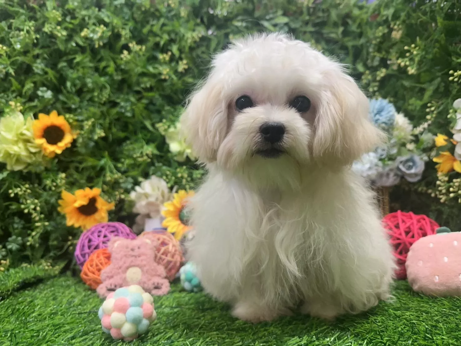 碼0068 113/9/20生日迷你茶杯型奶油白瑪爾泰迪妹妹 詢問請洽客服