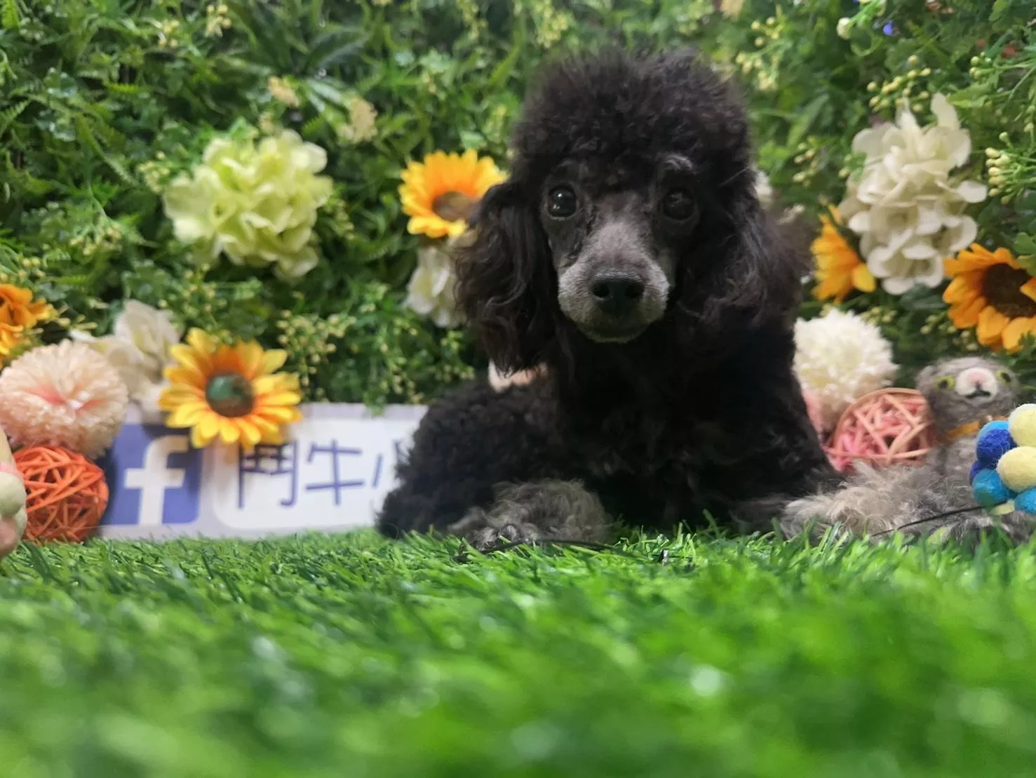 碼9855 113/4/30生日茶杯玩具型幽靈黑貴賓弟弟 詢問請洽客服