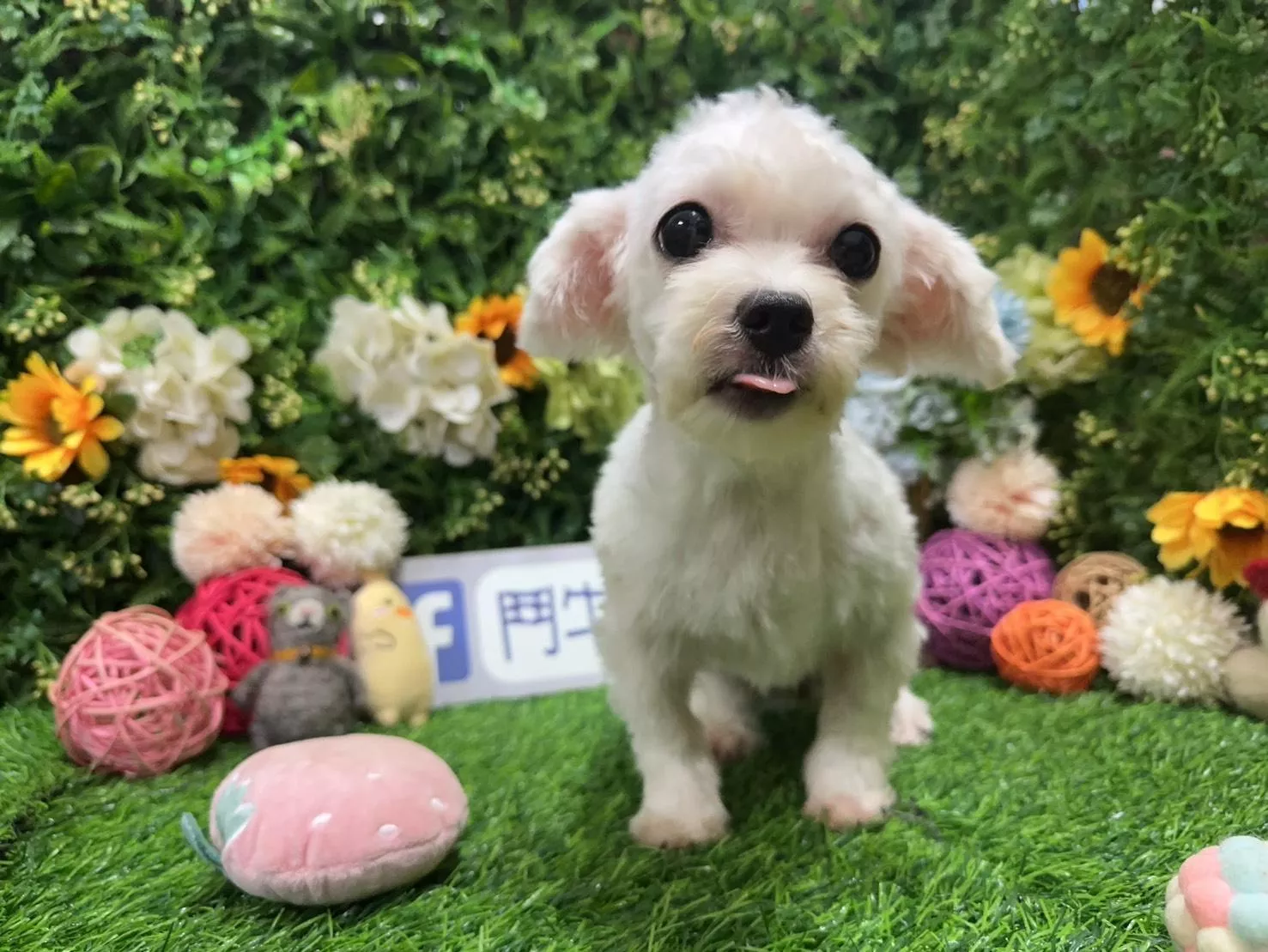 碼0068 113/9/20生日迷你茶杯型奶油白瑪爾泰迪妹妹 詢問請洽客服