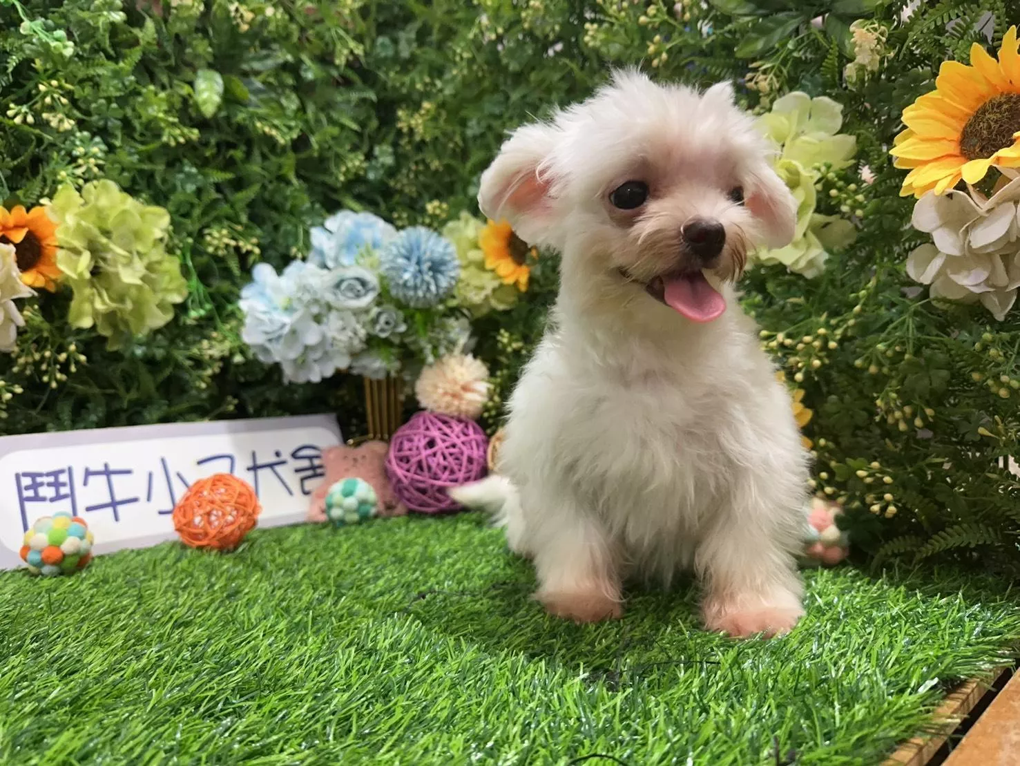 碼4744 113/11/3生日迷你茶杯型瑪爾濟斯妹妹 詢問請洽客服