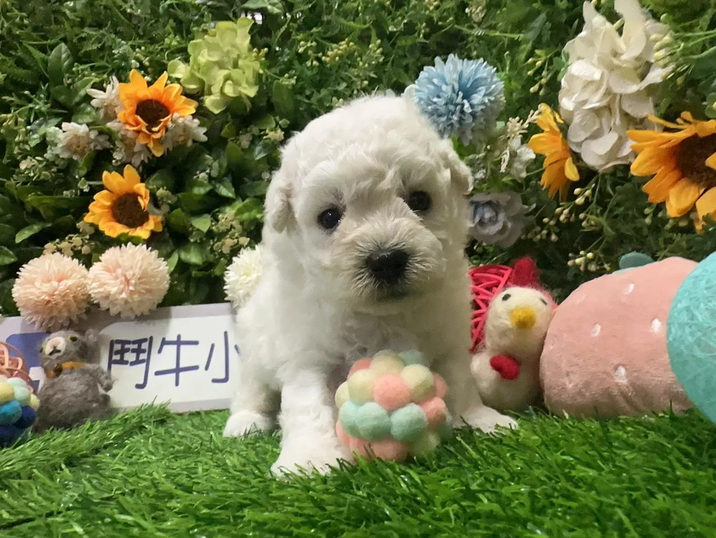 碼8805 6/25生日嬌小型比熊弟弟 詢問請洽客服