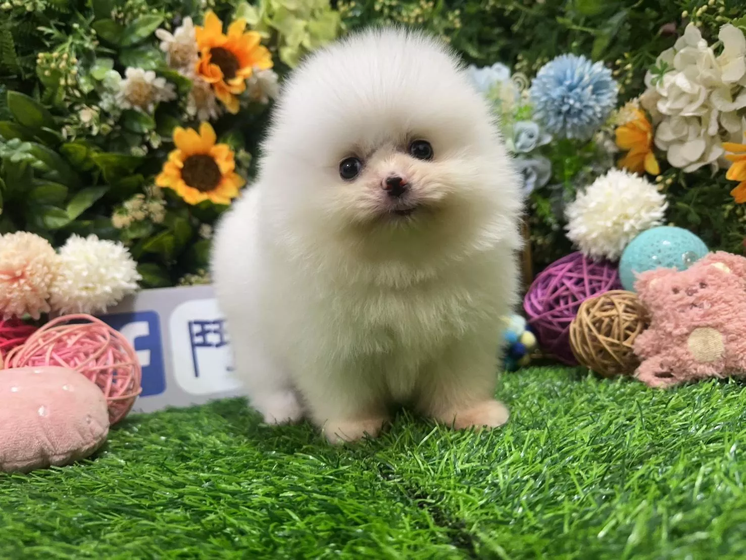 碼8844 6/15生日 茶杯型松鼠白博美妹妹 詢問請洽客服