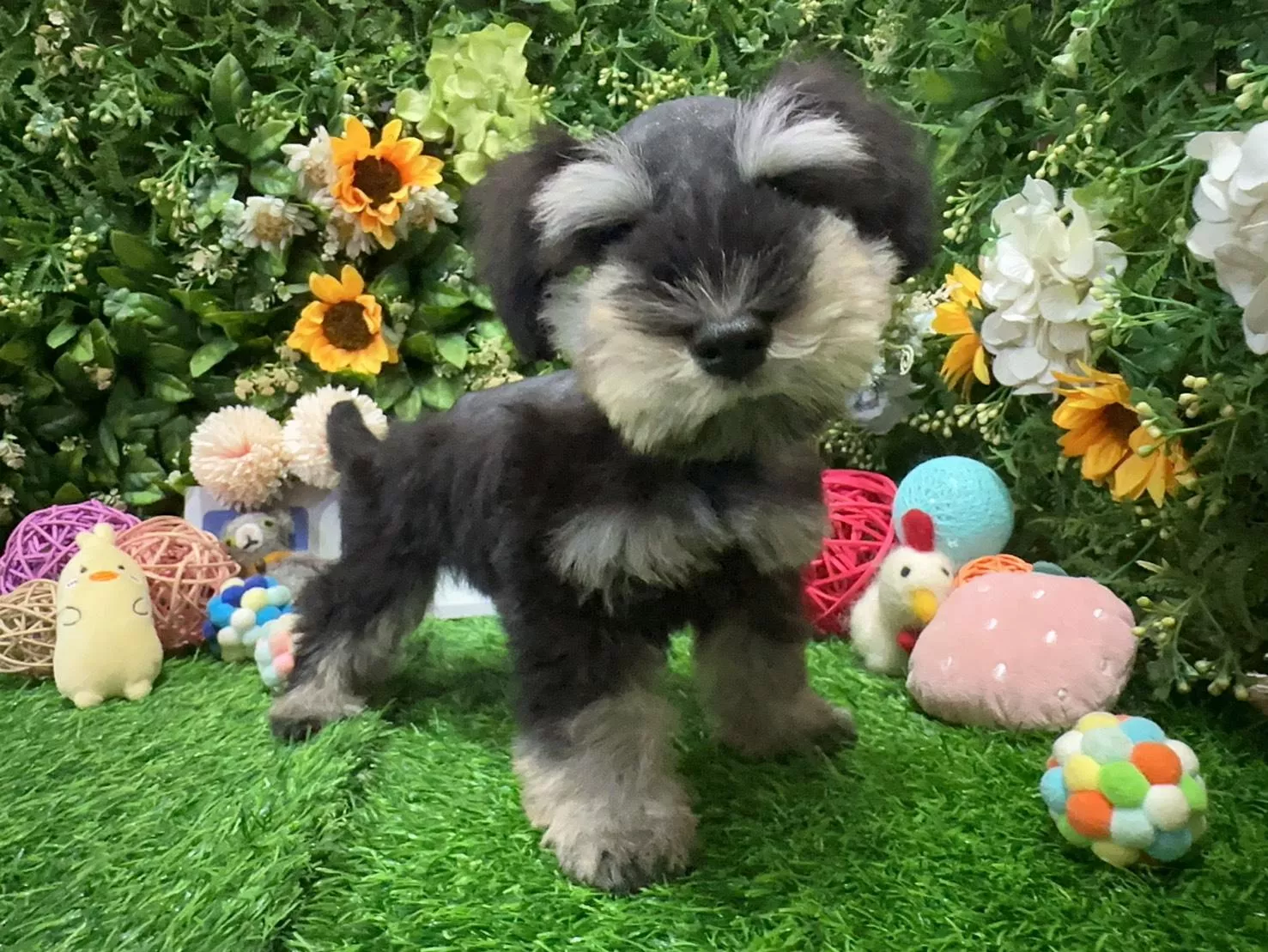 碼8817 5/20生日 迷你型雪納瑞弟弟 詢問請洽客服