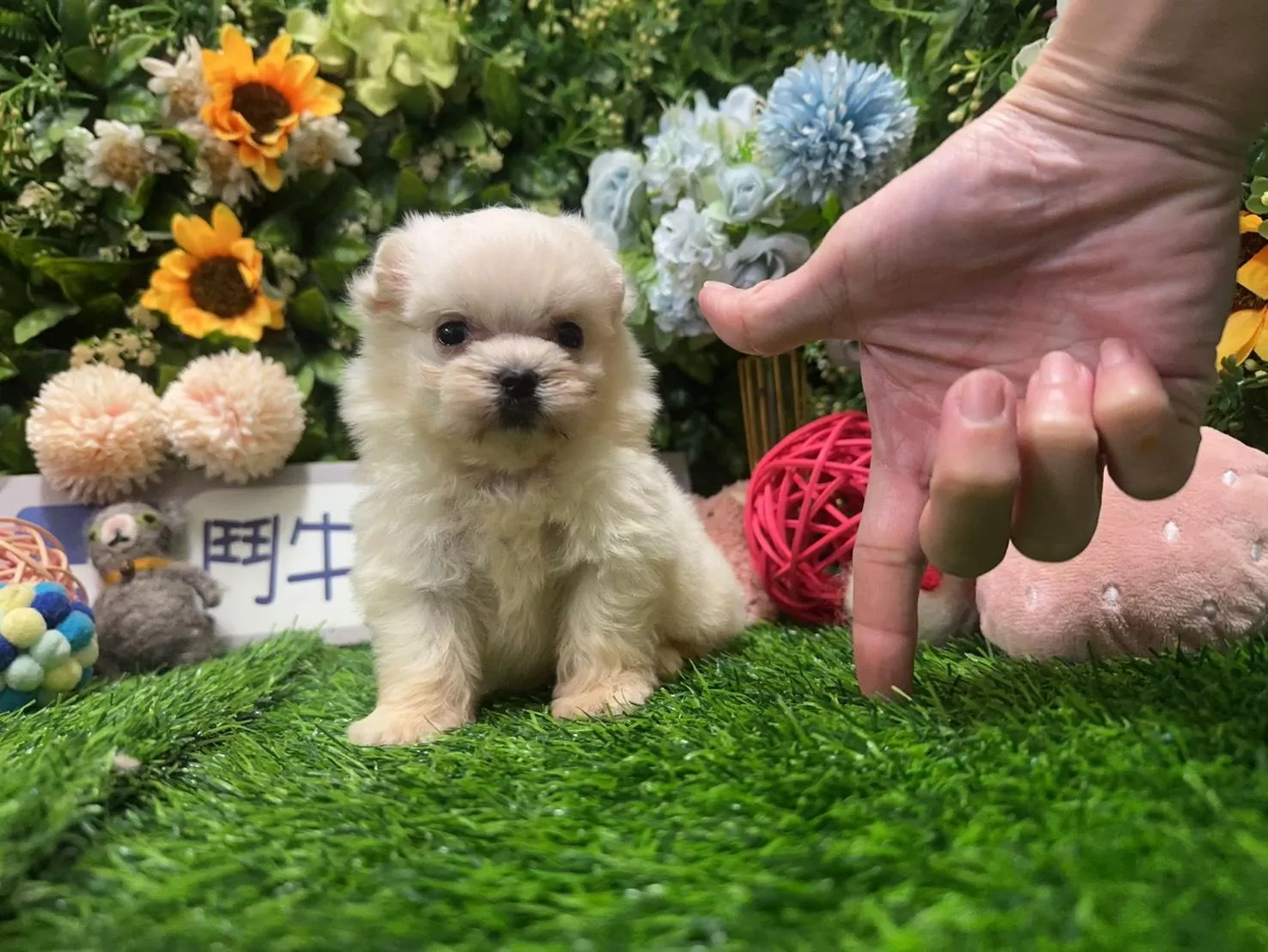 碼8846 6/20生日茶杯型瑪爾濟斯弟弟 詢問請洽客服