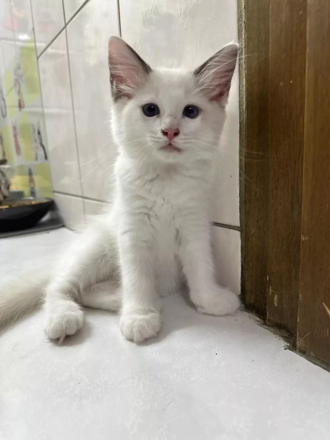 碼8807 5/15生日海豹色布偶弟弟 詢問請洽客服