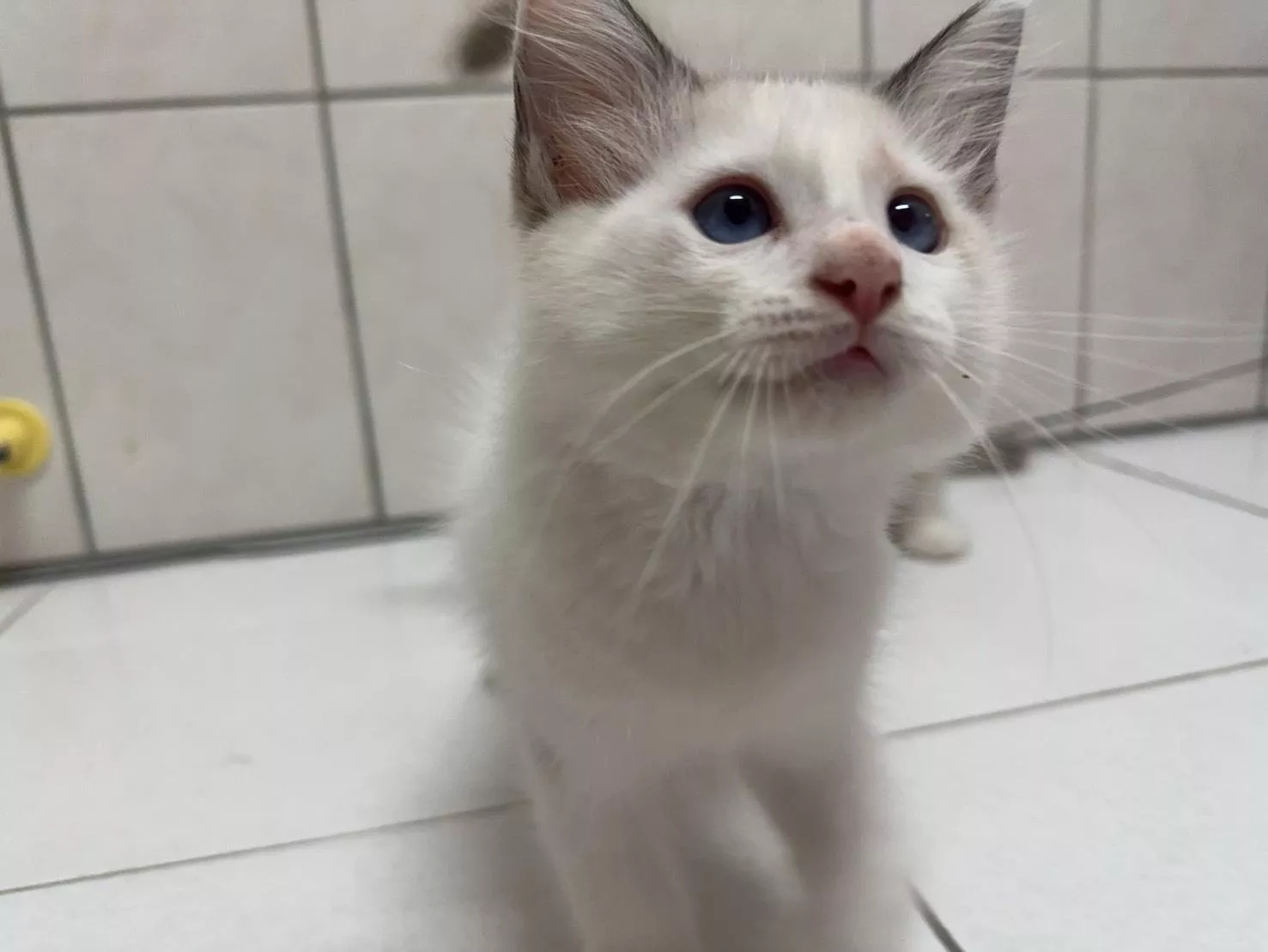 碼8816 5/15生日海豹色布偶弟弟 詢問請洽客服