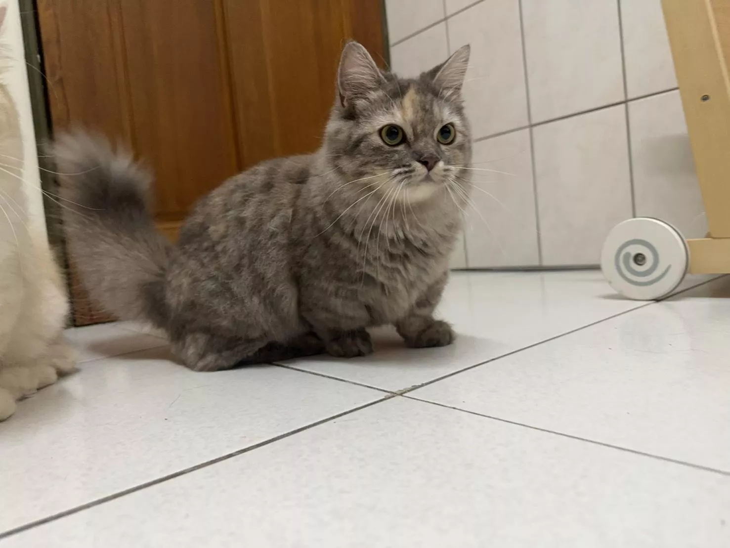 碼6522 113/11/15生日銀花長毛小步舞曲曼赤肯妹妹 詢問請洽客服