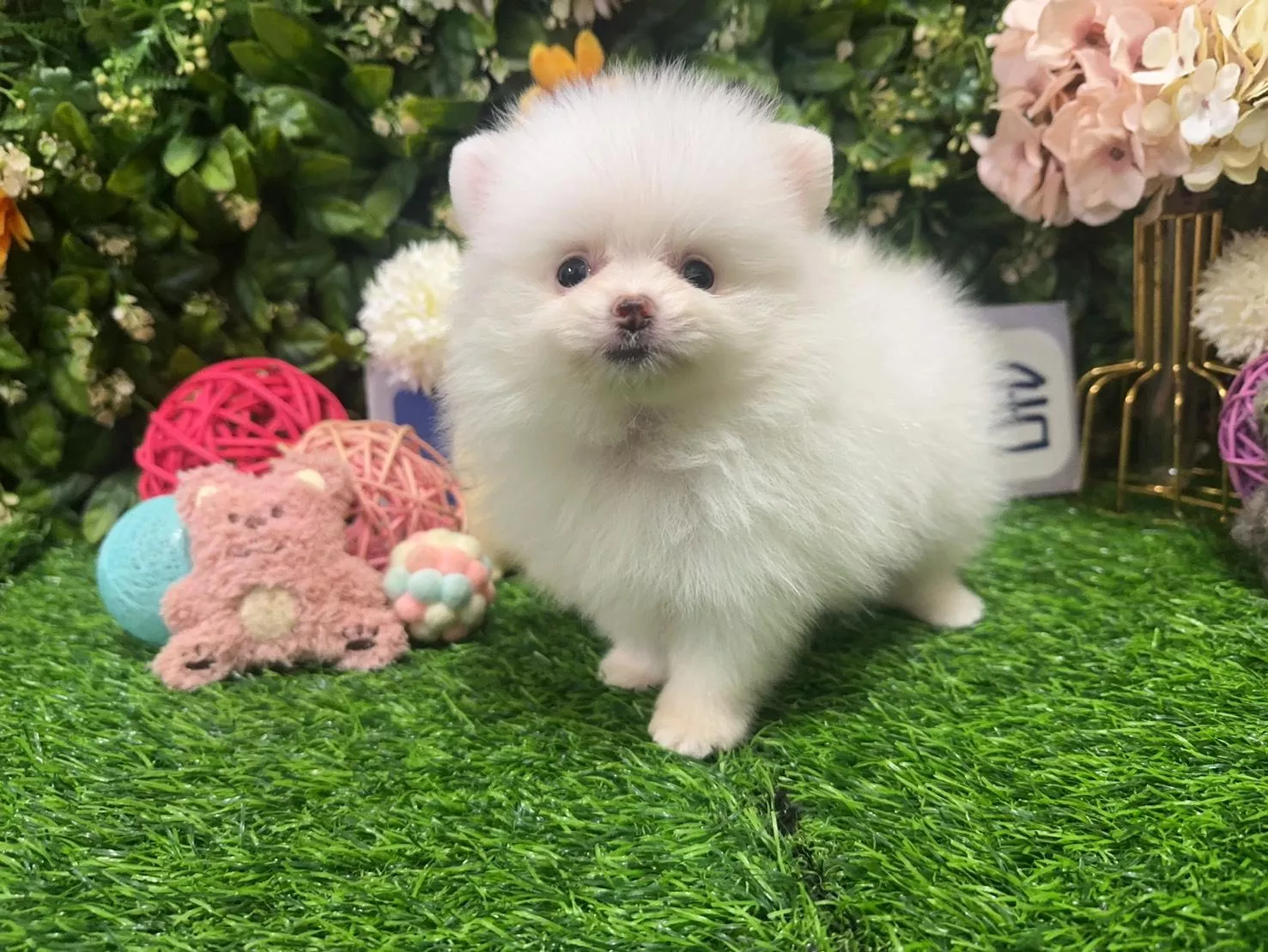 碼9851 7/5生日 迷你茶杯型松鼠白博美妹妹 詢問請洽客服