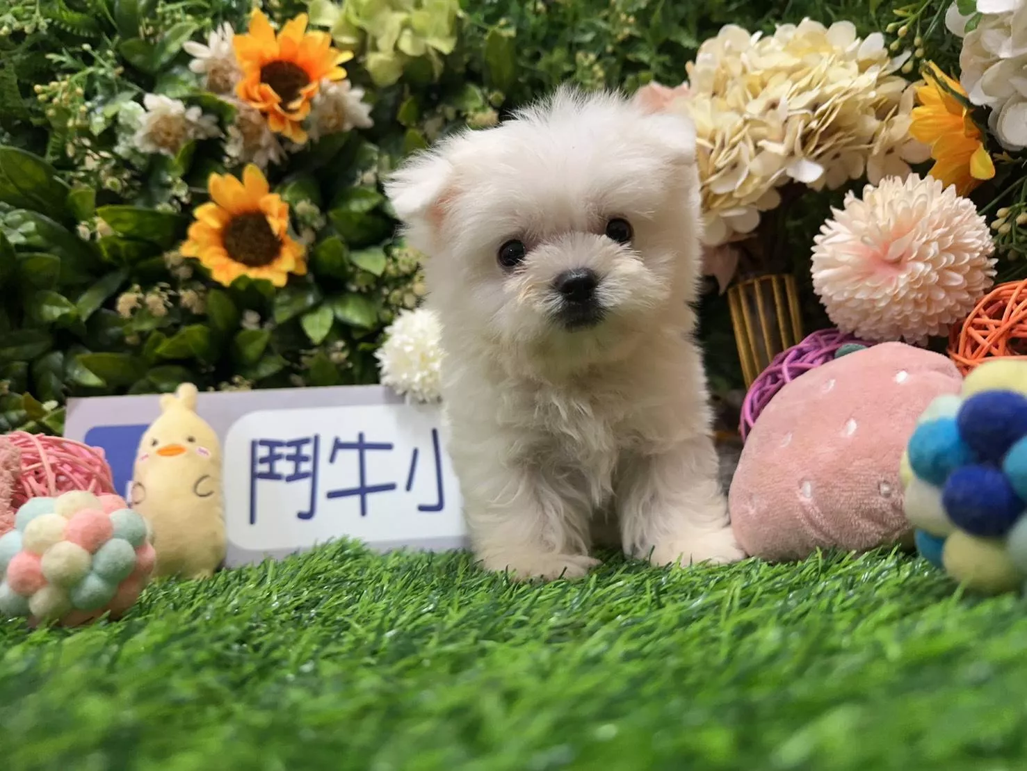 碼9853 6/30生日迷你茶杯型瑪爾濟斯妹妹 詢問請洽客服