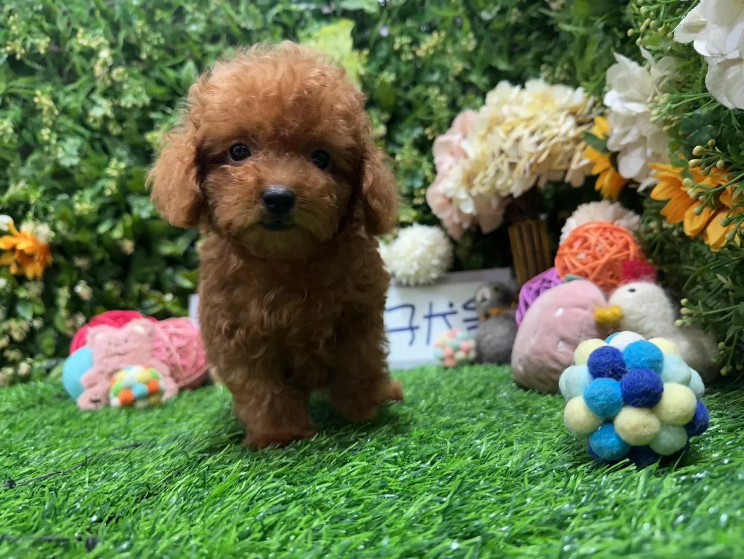 碼9852 6/1生日迷你型紅貴賓妹妹 詢問請洽客服