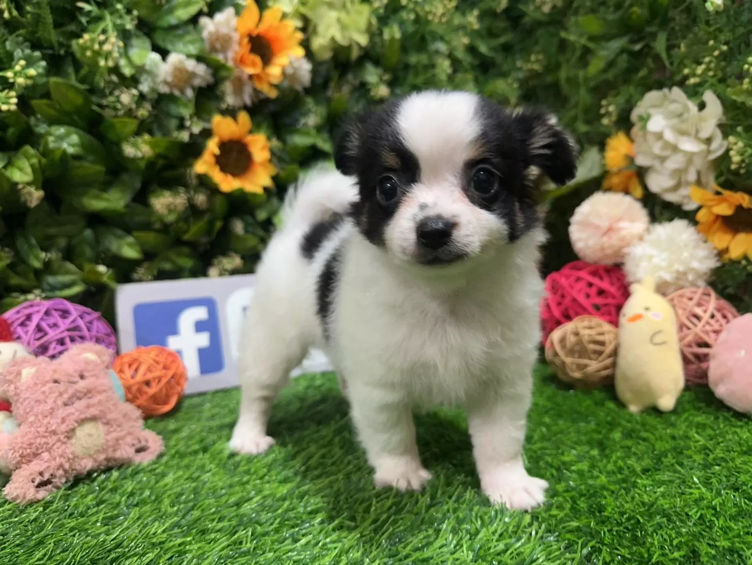 碼9834 7/25生日迷你茶杯型黑白四目長毛吉娃娃弟弟 詢問請洽客服