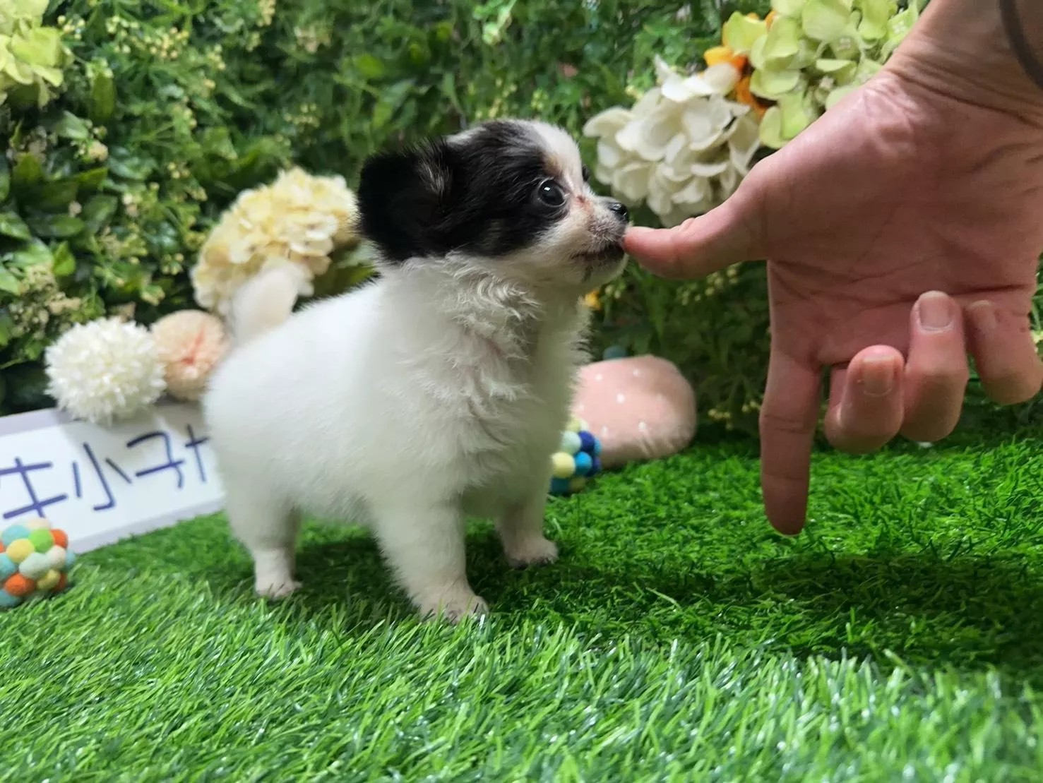 碼9828 7/25生日迷你型黑白四目長毛吉娃娃妹妹 詢問請洽客服