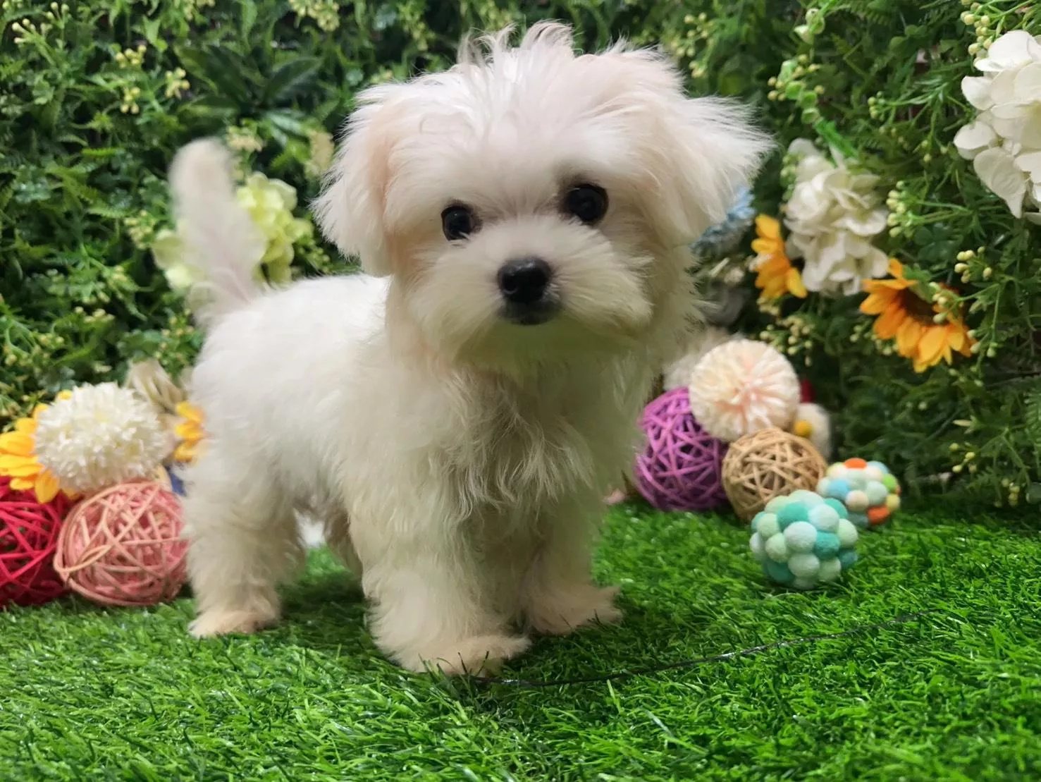 碼6795 3/1生日茶杯型瑪爾濟斯弟弟 詢問請洽客服