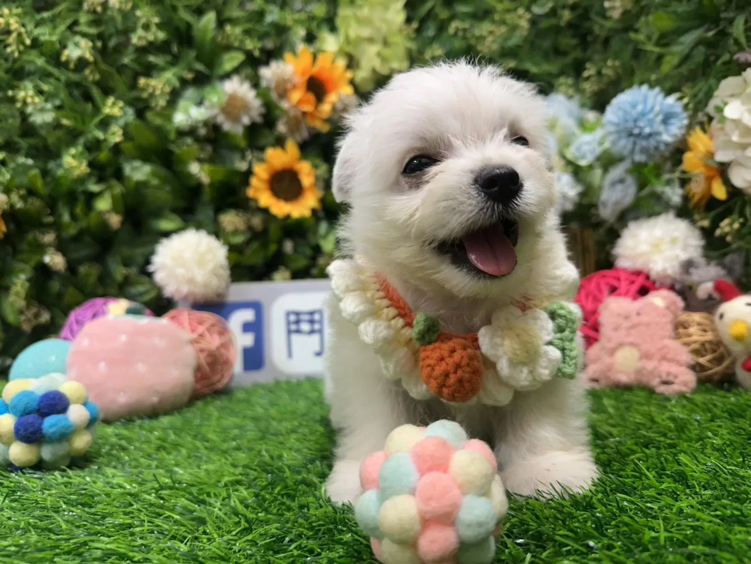 碼9827 9/1生日西高地白㹴弟弟 詢問請洽客服