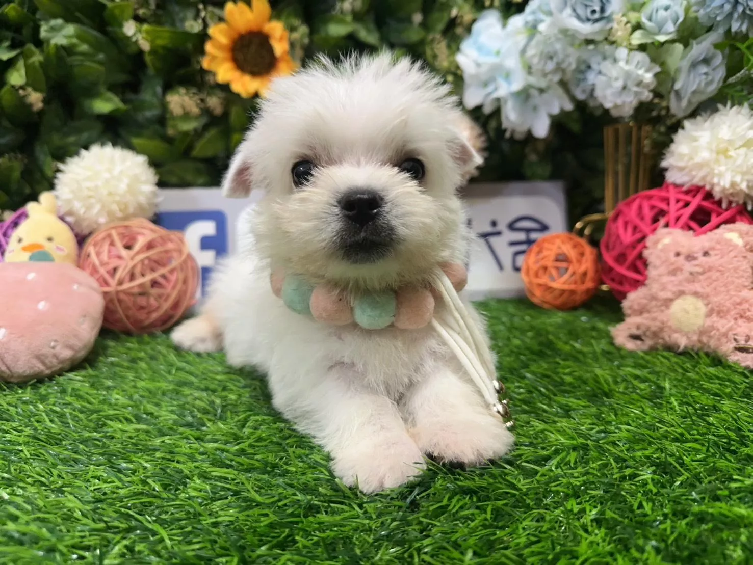 碼9831 9/1生日西高地白㹴弟弟 詢問請洽客服