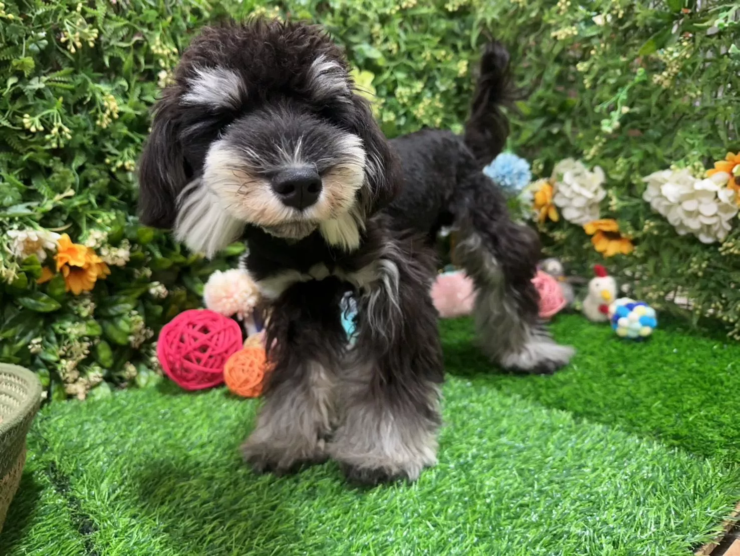 碼8817 5/20生日 迷你型雪納瑞弟弟 詢問請洽客服