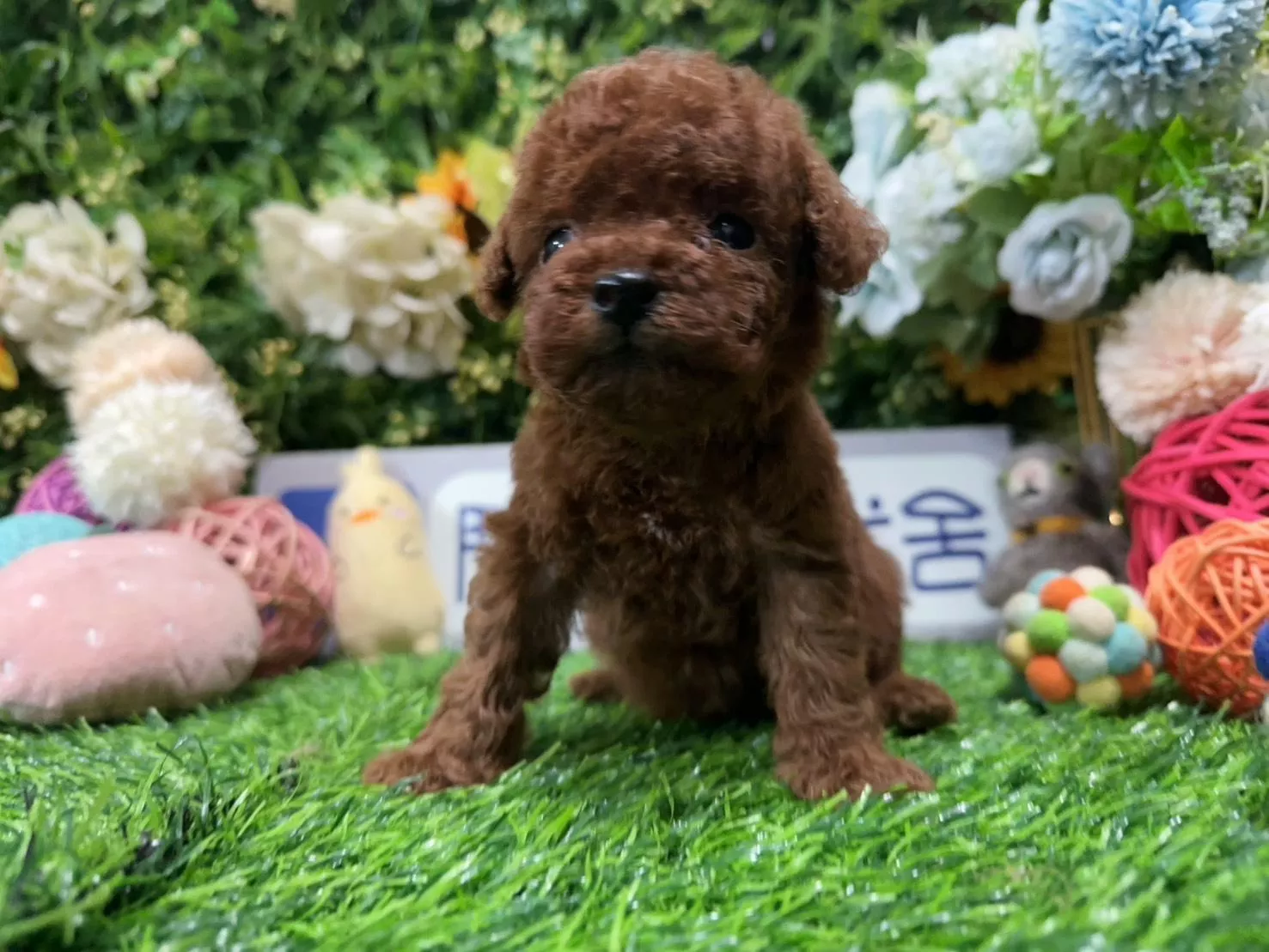 碼1870 114/12/10生日迷你型紅貴賓妹妹 詢問請洽客服