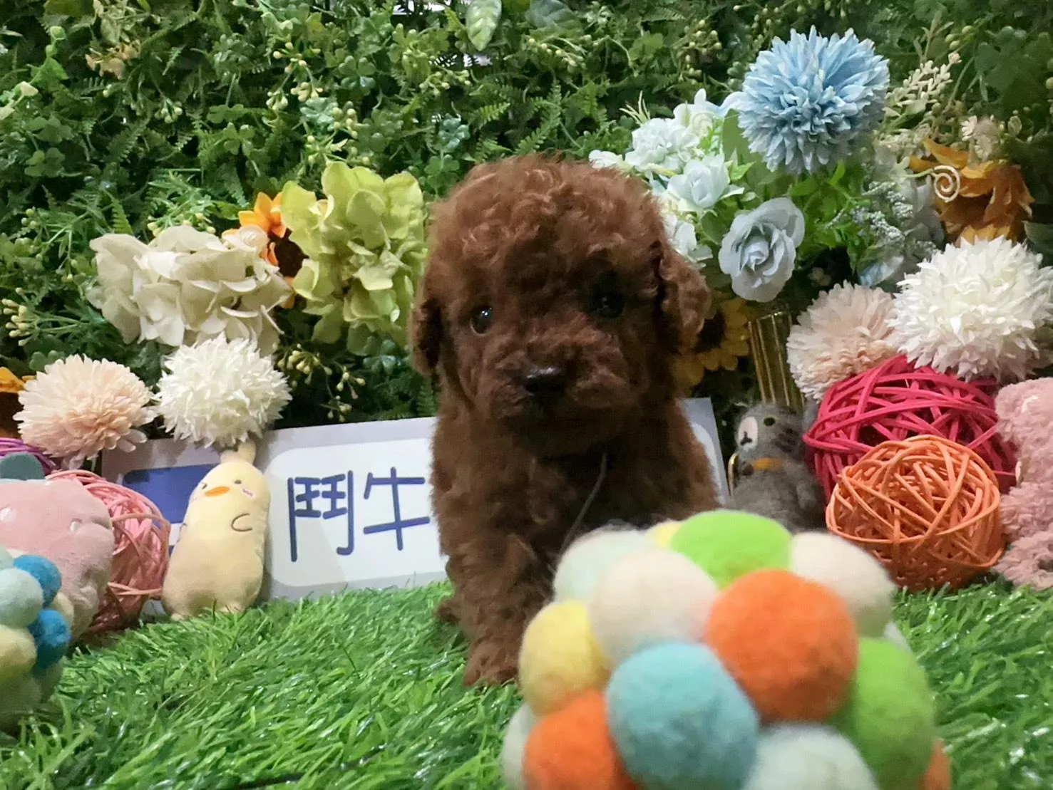 碼1871 114/12/10生日迷你型紅貴賓妹妹 詢問請洽客服