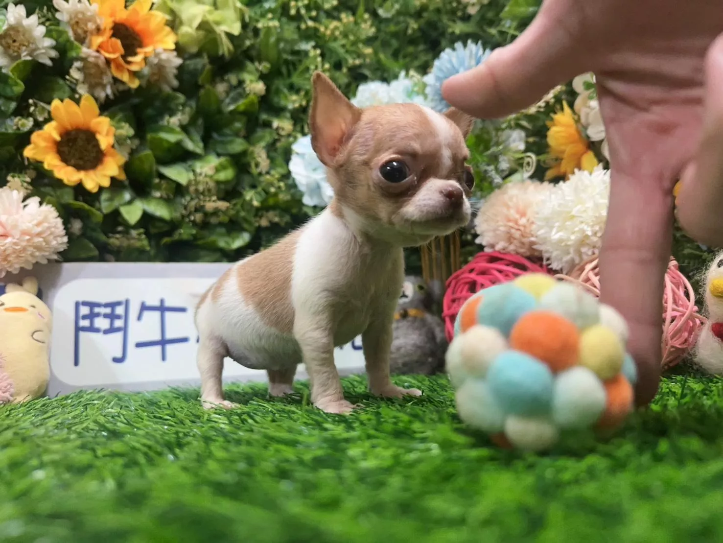 碼1986 114/12/05生日迷你型黃白短毛吉娃娃妹妹 詢問請洽客服