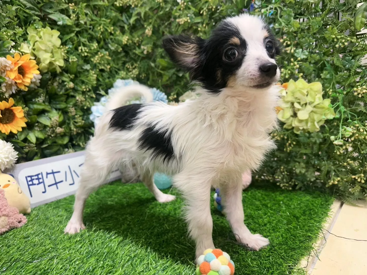 碼9834 114/7/25生日迷你茶杯型黑白四目長毛吉娃娃弟弟 詢問請洽客服