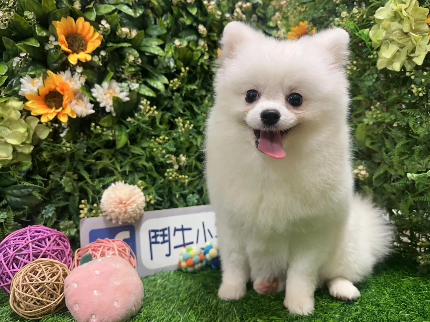 碼8844 114/6/15生日 茶杯型松鼠白博美妹妹 詢問請洽客服