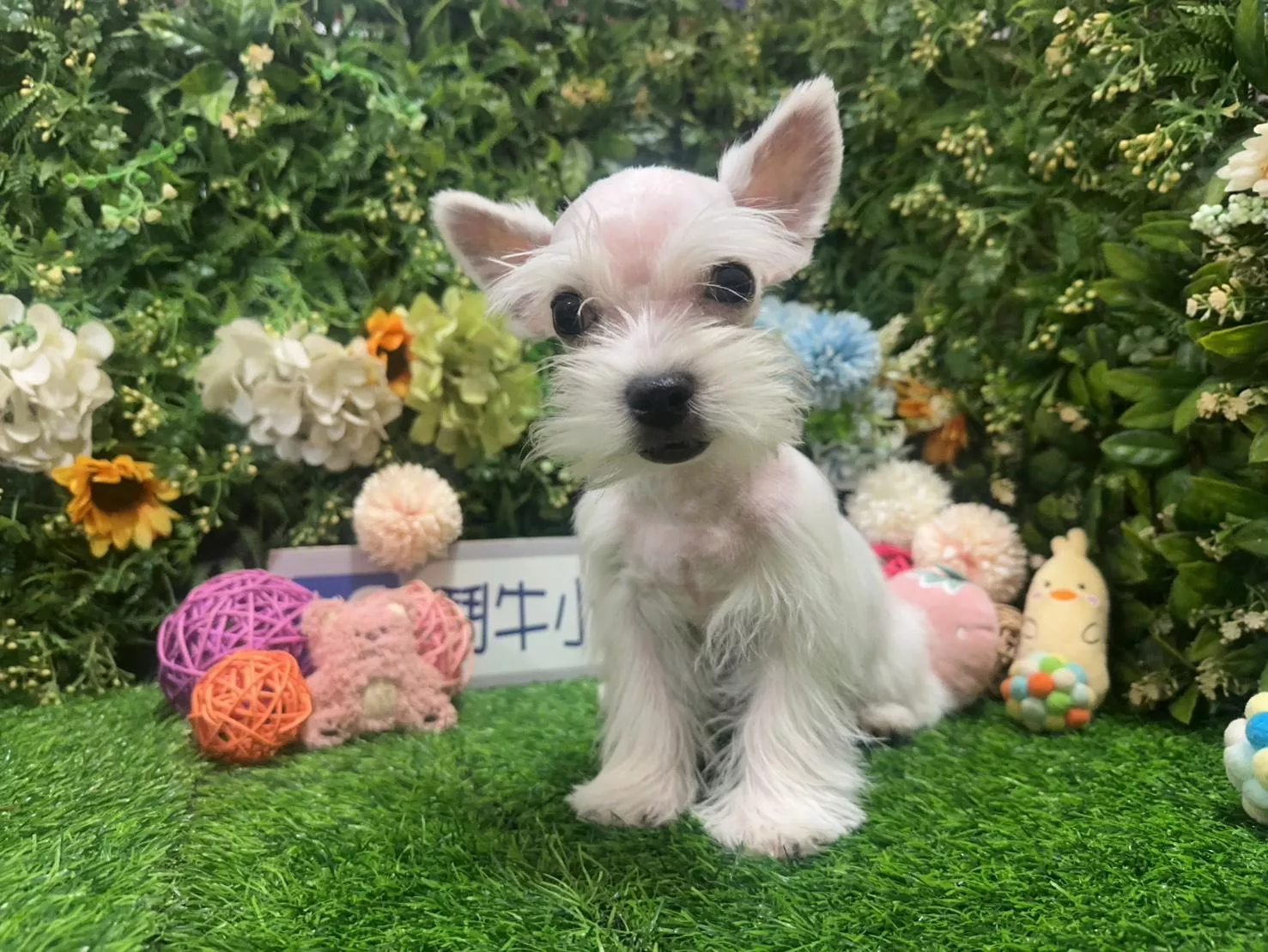 碼9831 114/9/1生日西高地白㹴弟弟(已造型) 詢問請洽客服