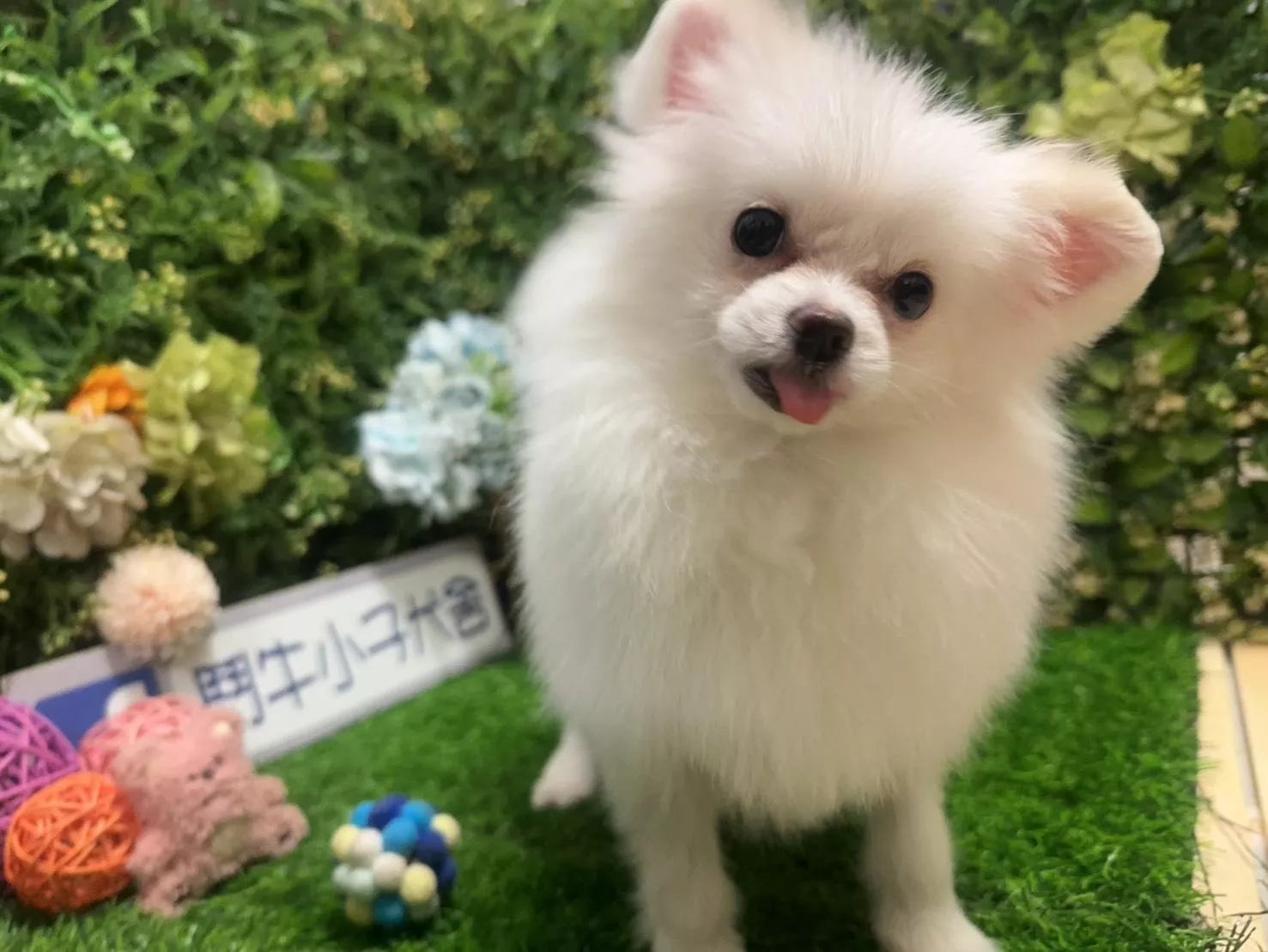 碼9851 114/7/5生日 迷你型松鼠白博美妹妹(微瑕) 詢問請洽客服