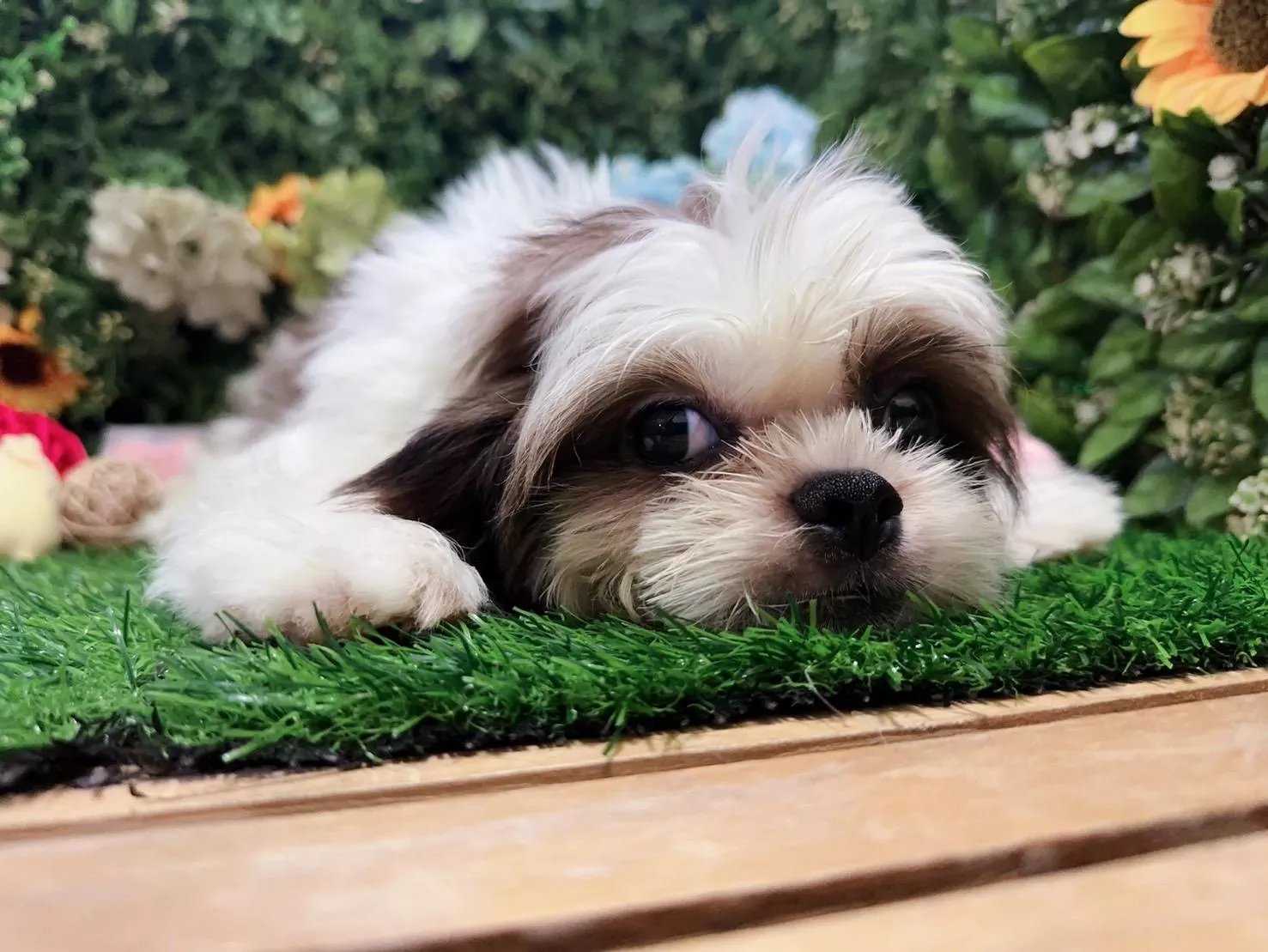 尋家 碼9259 113/1/11生日 活潑親人小年輕紅白花西施弟弟