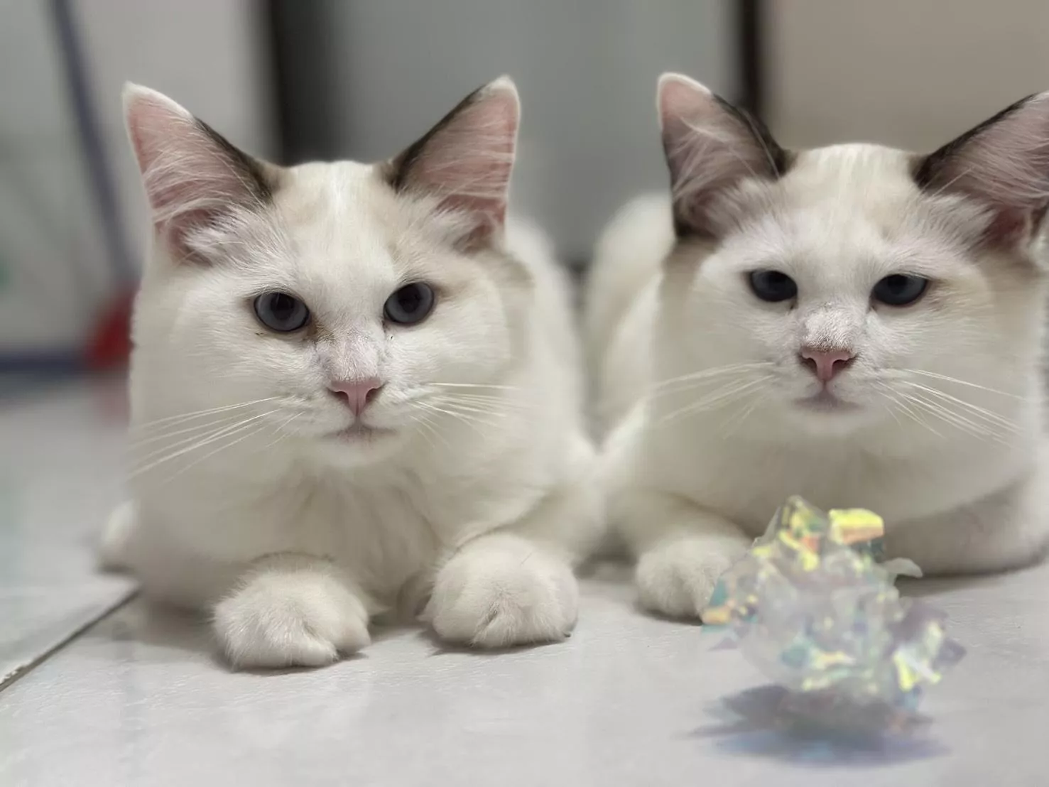 碼8816 114/5/15生日海豹色布偶弟弟(已節育) 詢問請洽客服