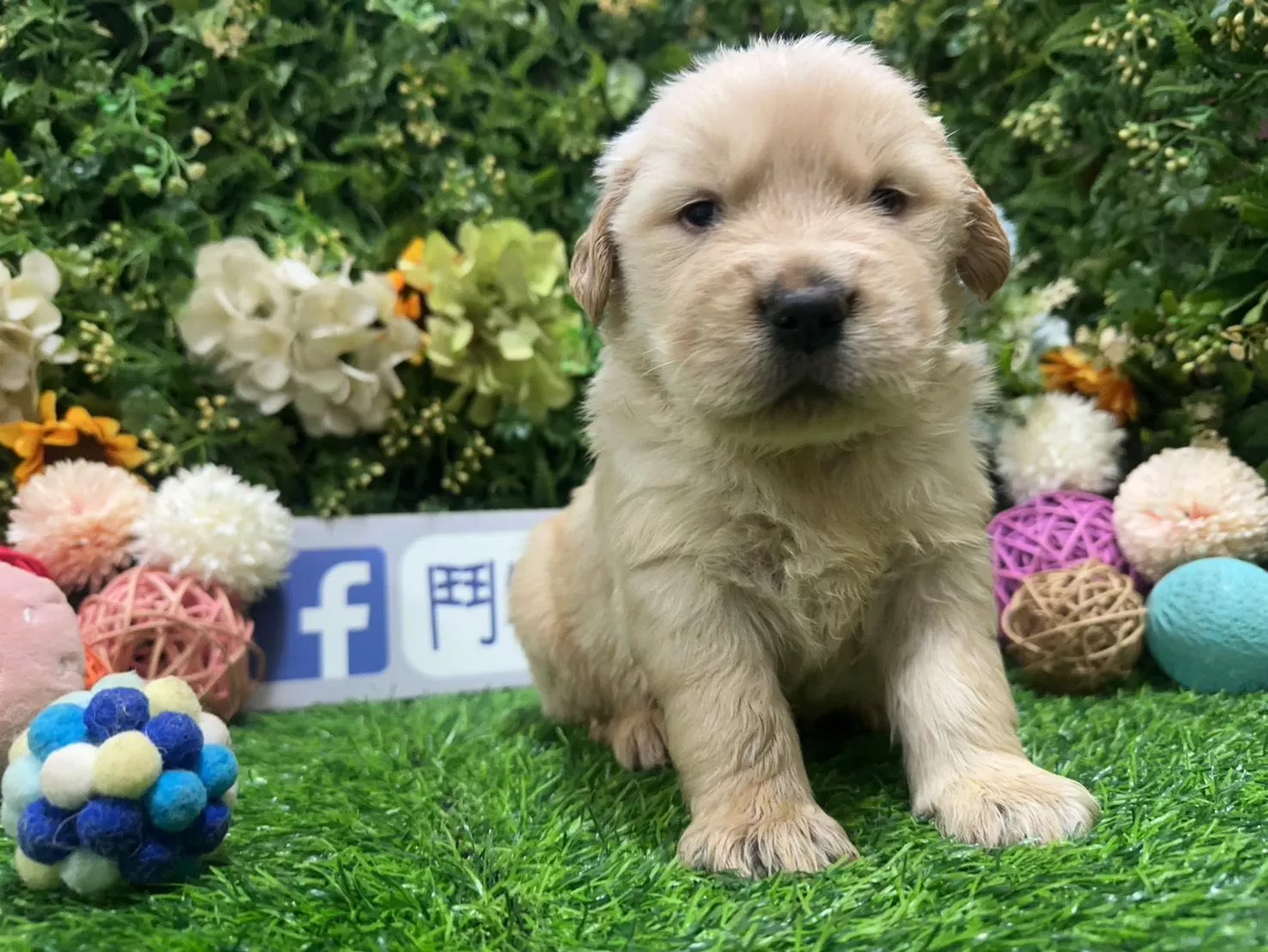 碼4824 1/20生日 美系黃金獵犬弟弟 詢問請洽客服