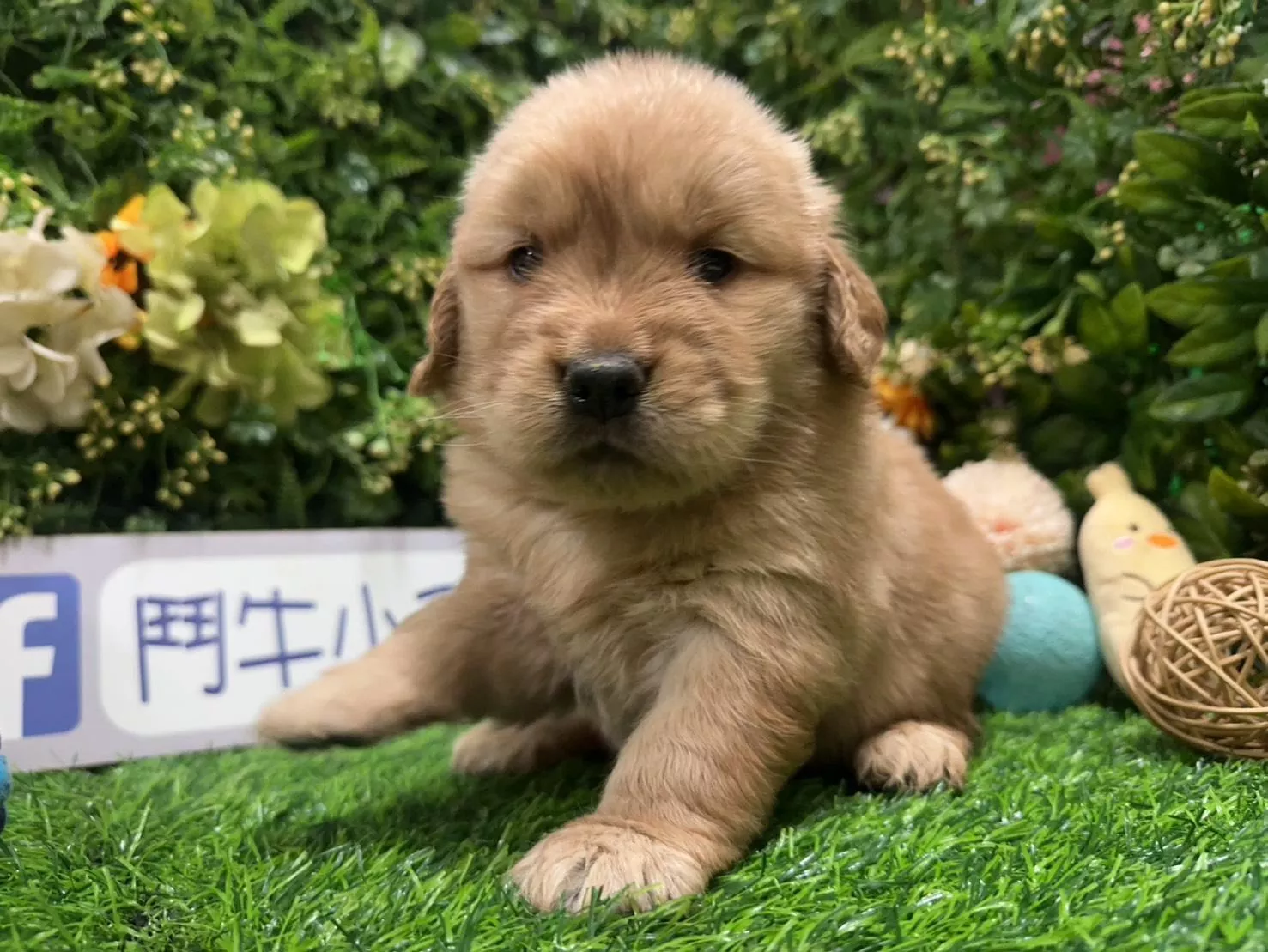 碼4825 1/20生日 美系黃金獵犬妹妹 詢問請洽客服